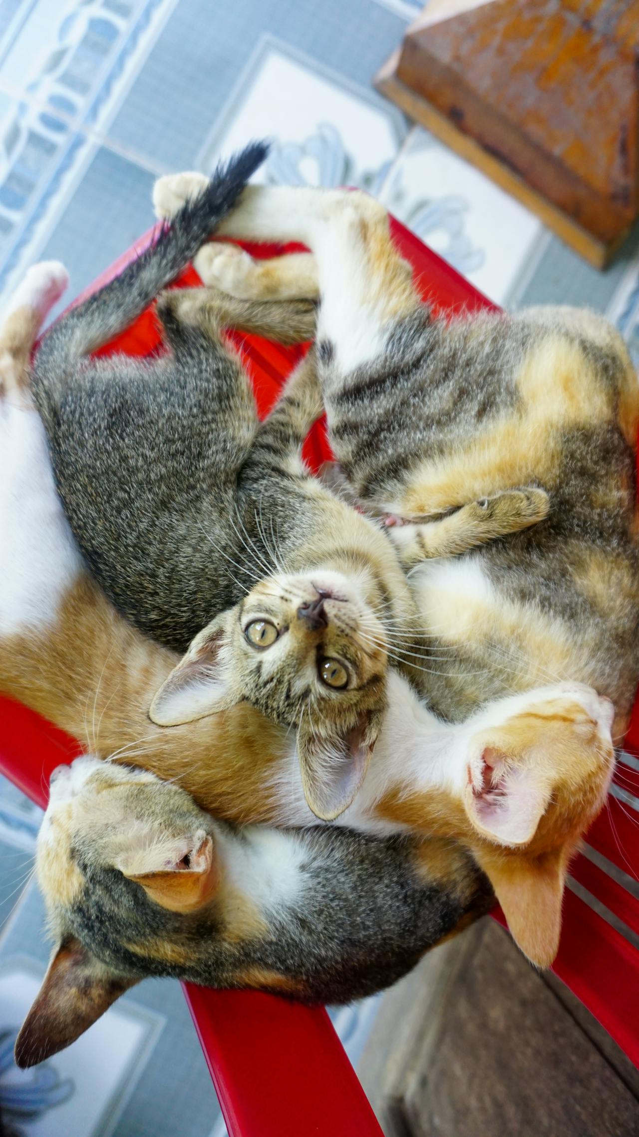 Vi nhựa có thực sự hủy hoại sức khỏe của chúng ta?