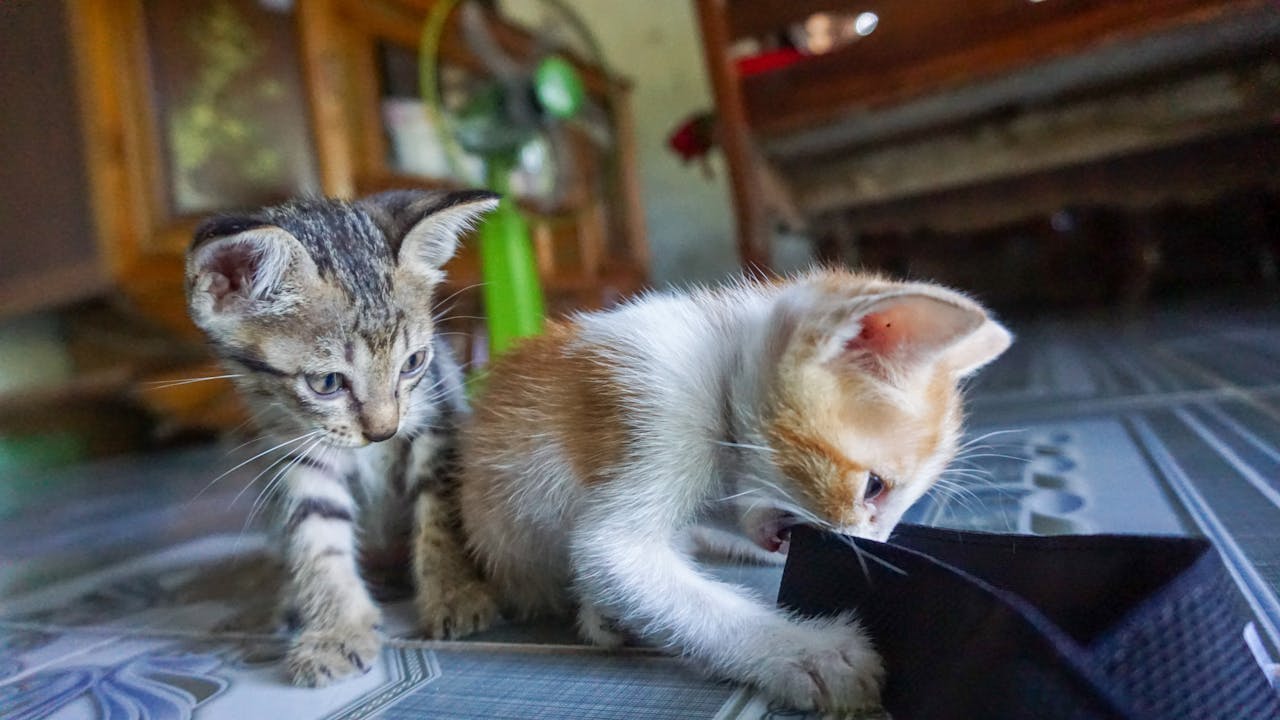 Viết bài văn nghị luận về tình yêu nước của giới trẻ hiện nay