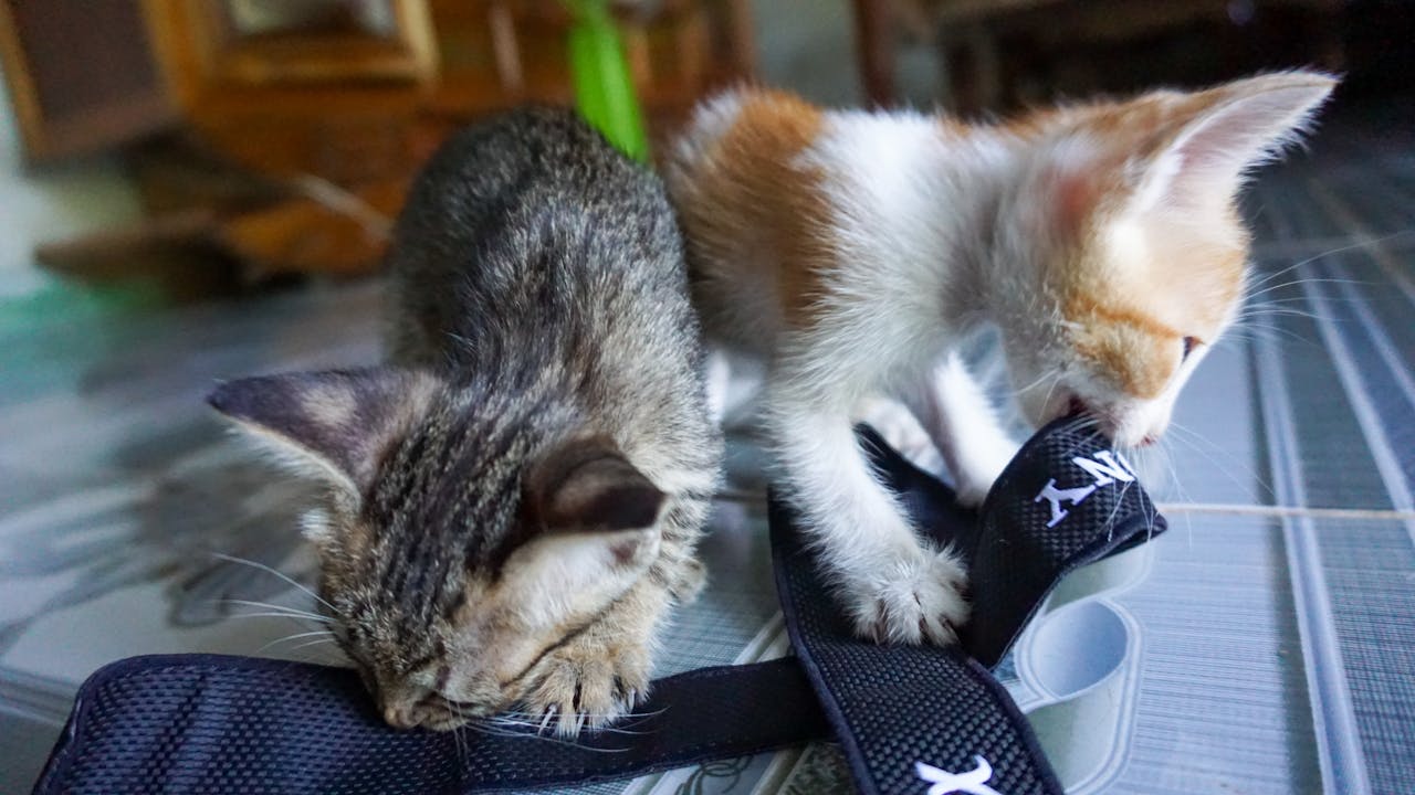 Edgar The Pit and the Pendulum