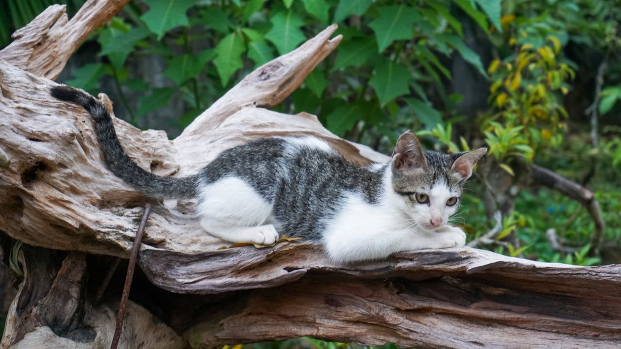 Để có một tương lai | Lời nói đầu