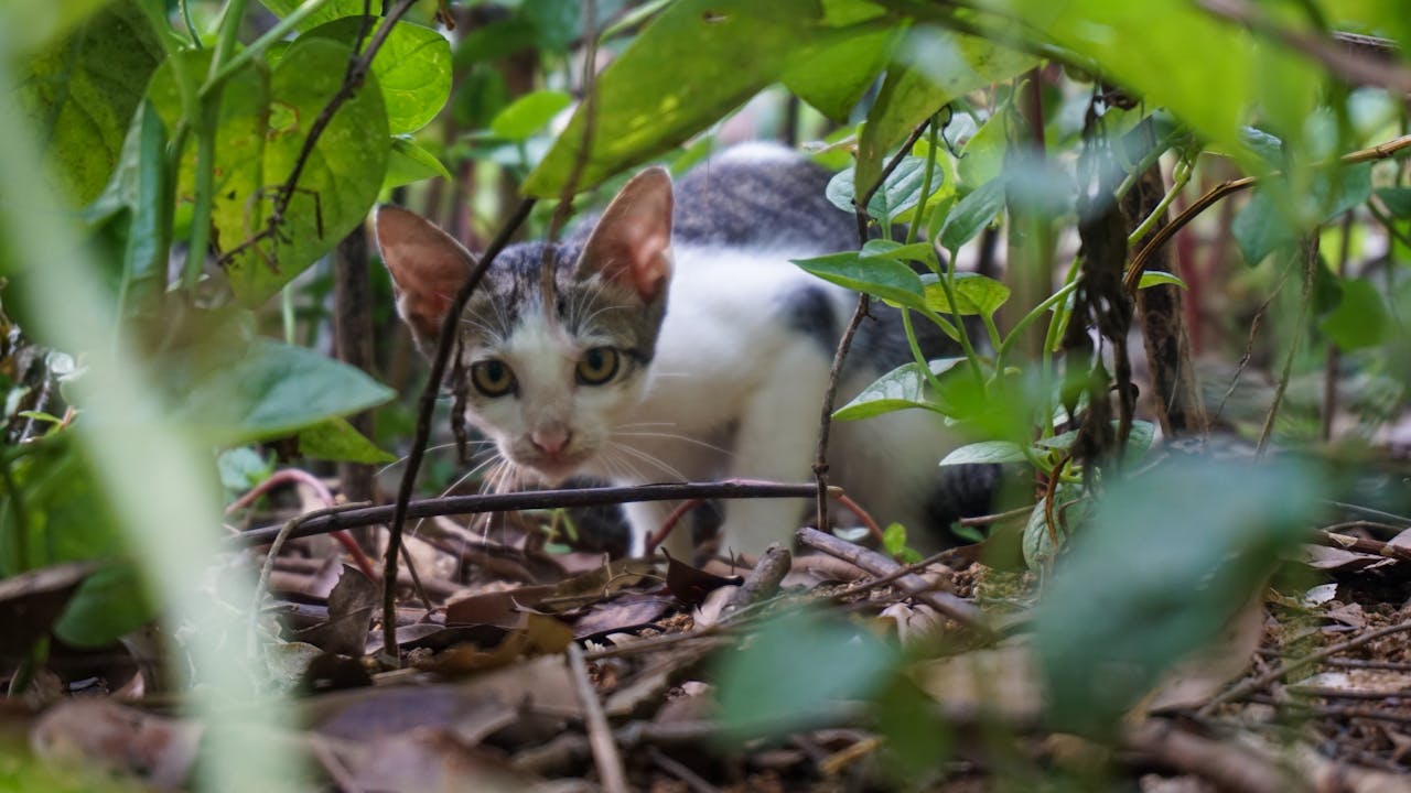 Diễn từ Nobel Văn học 1991 – Viết và tồn tại, Nadine Gordimer