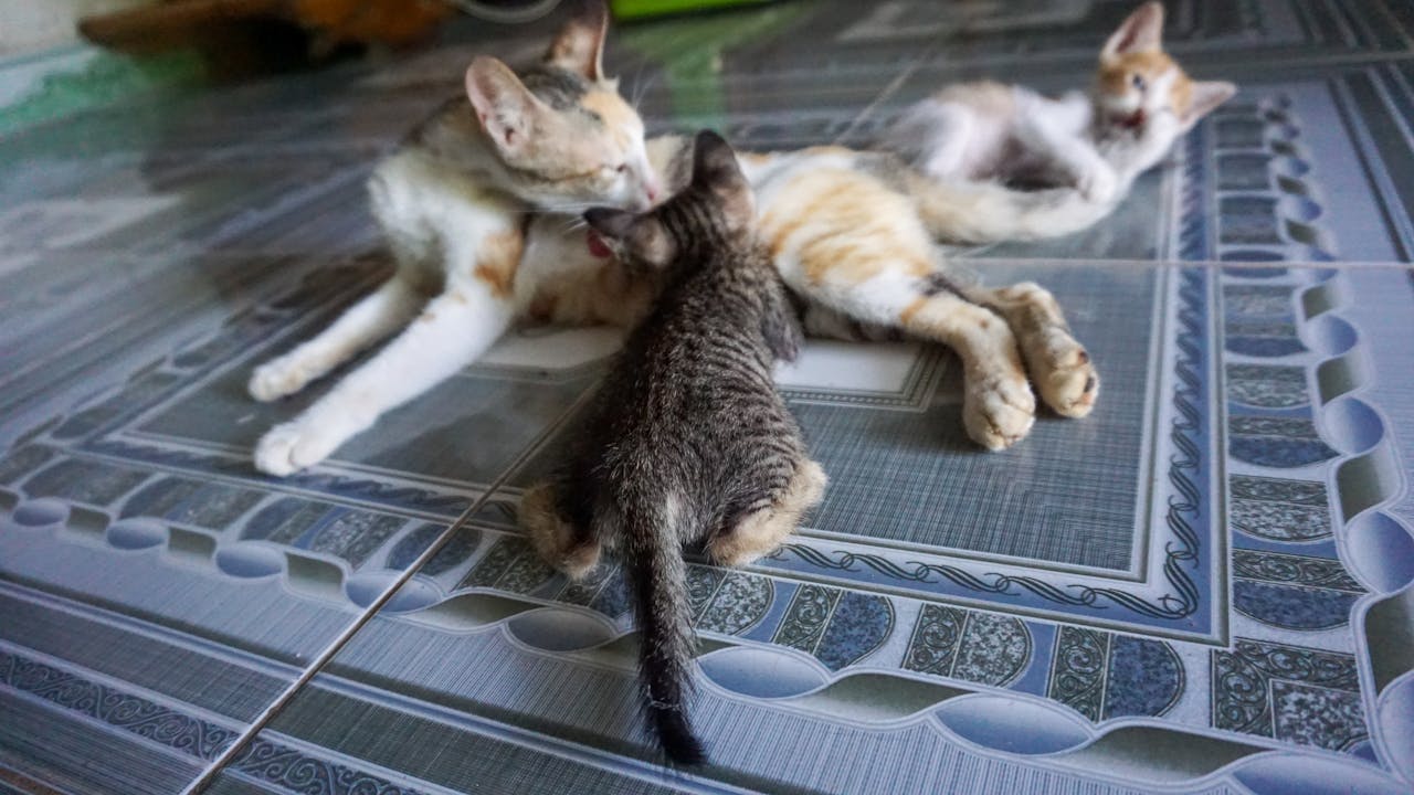 Viết bài văn nghị luận về việc vay mượn cải biến sáng tạo trong một tác phẩm văn học