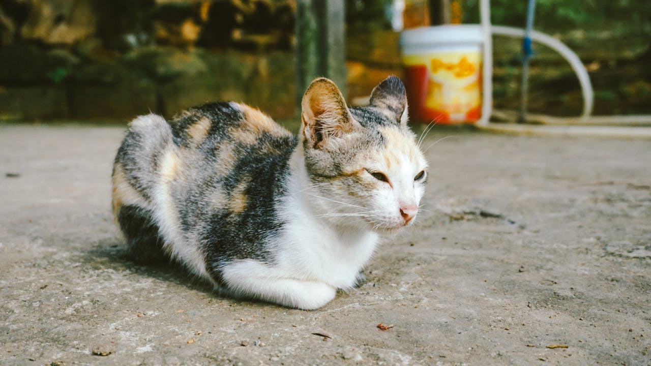 Thám tử lừng danh Conan | Chương 0324