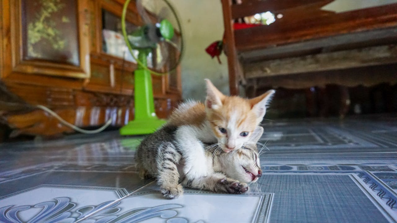 Edgar The purloined letter