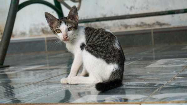 Trung tâm nghiên cứu văn học, phát triển nhà văn Việt Nam