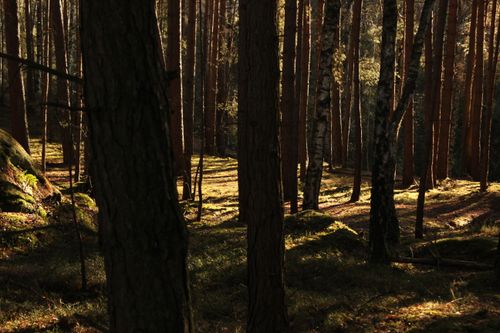 Free Tranquil forest with sunlight streaming through tall pine trees, creating serene vibes. Stock Photo