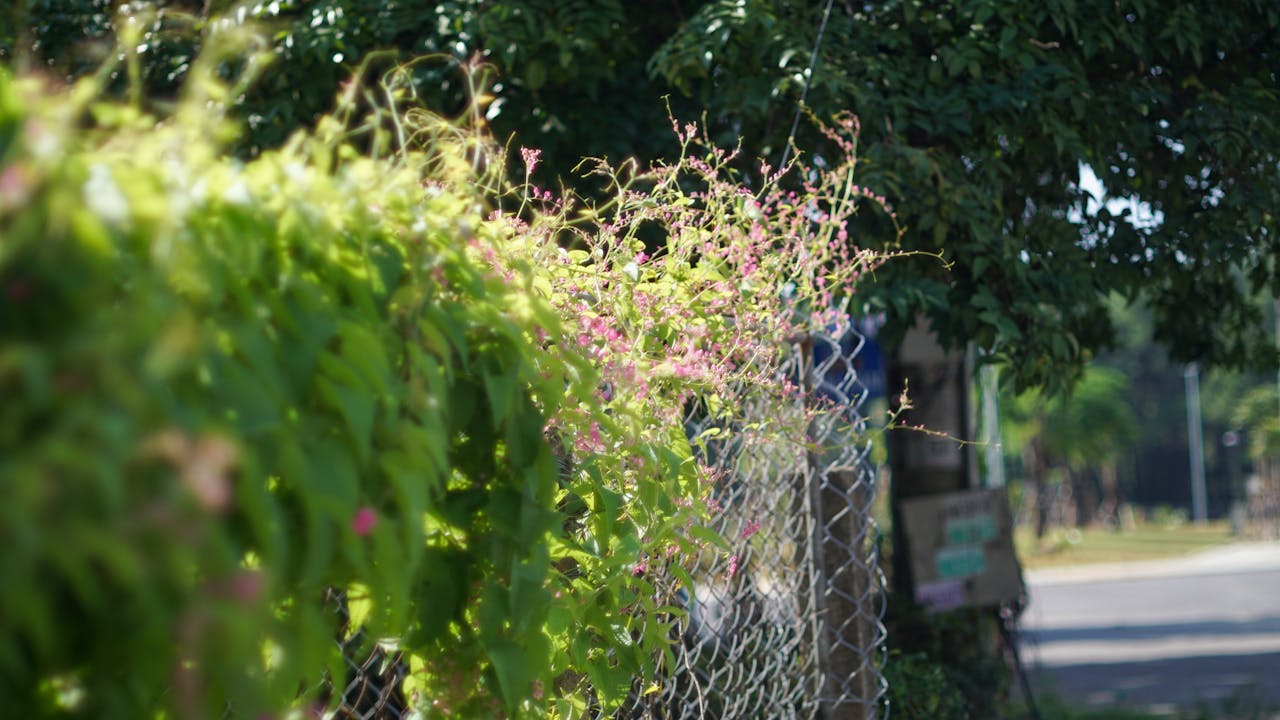 Hướng dẫn tạo hiệu ứng tuyết rơi trên website với HTML5 Canvas và JavaScript