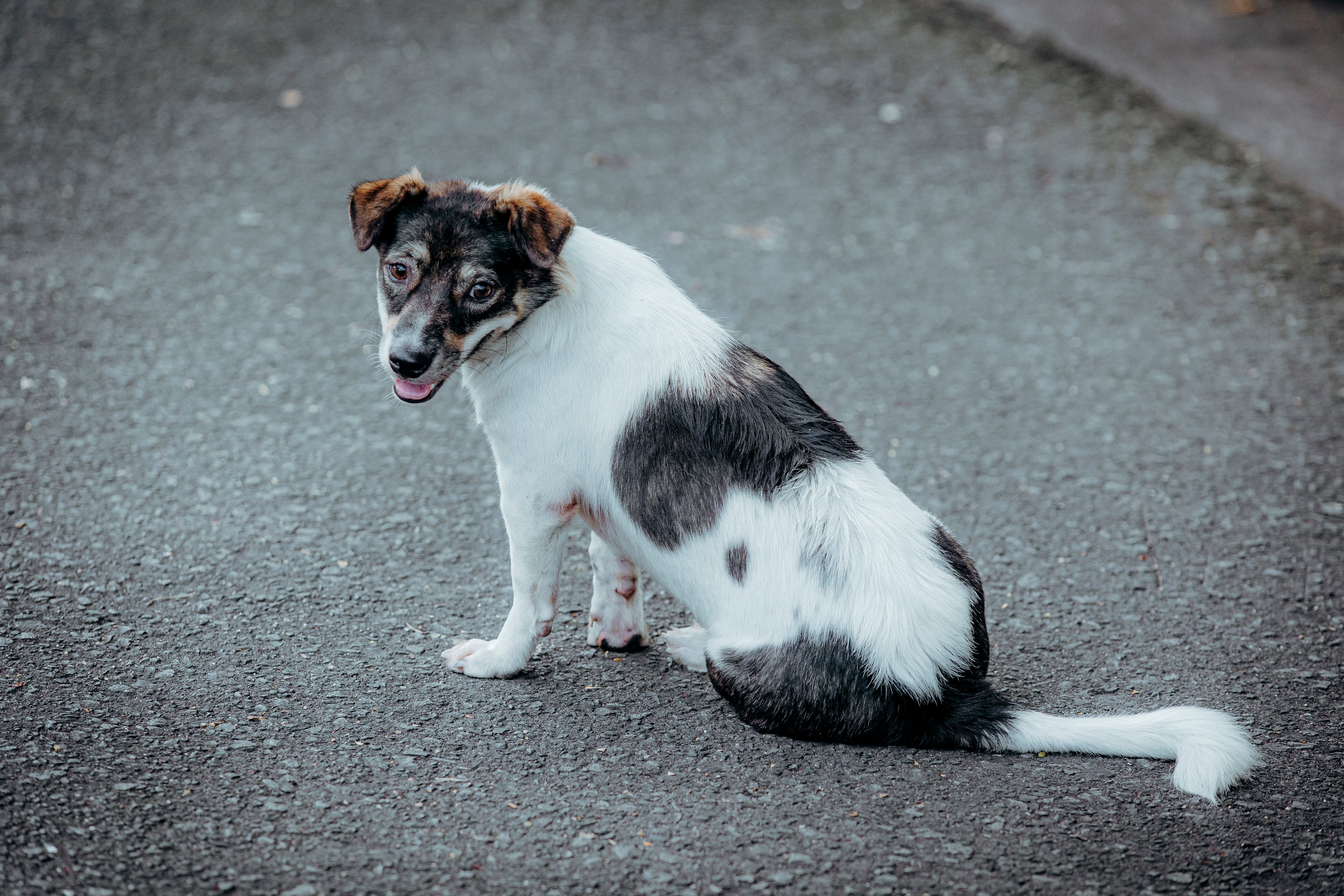 Portrait of a dog at a veterinary clinic