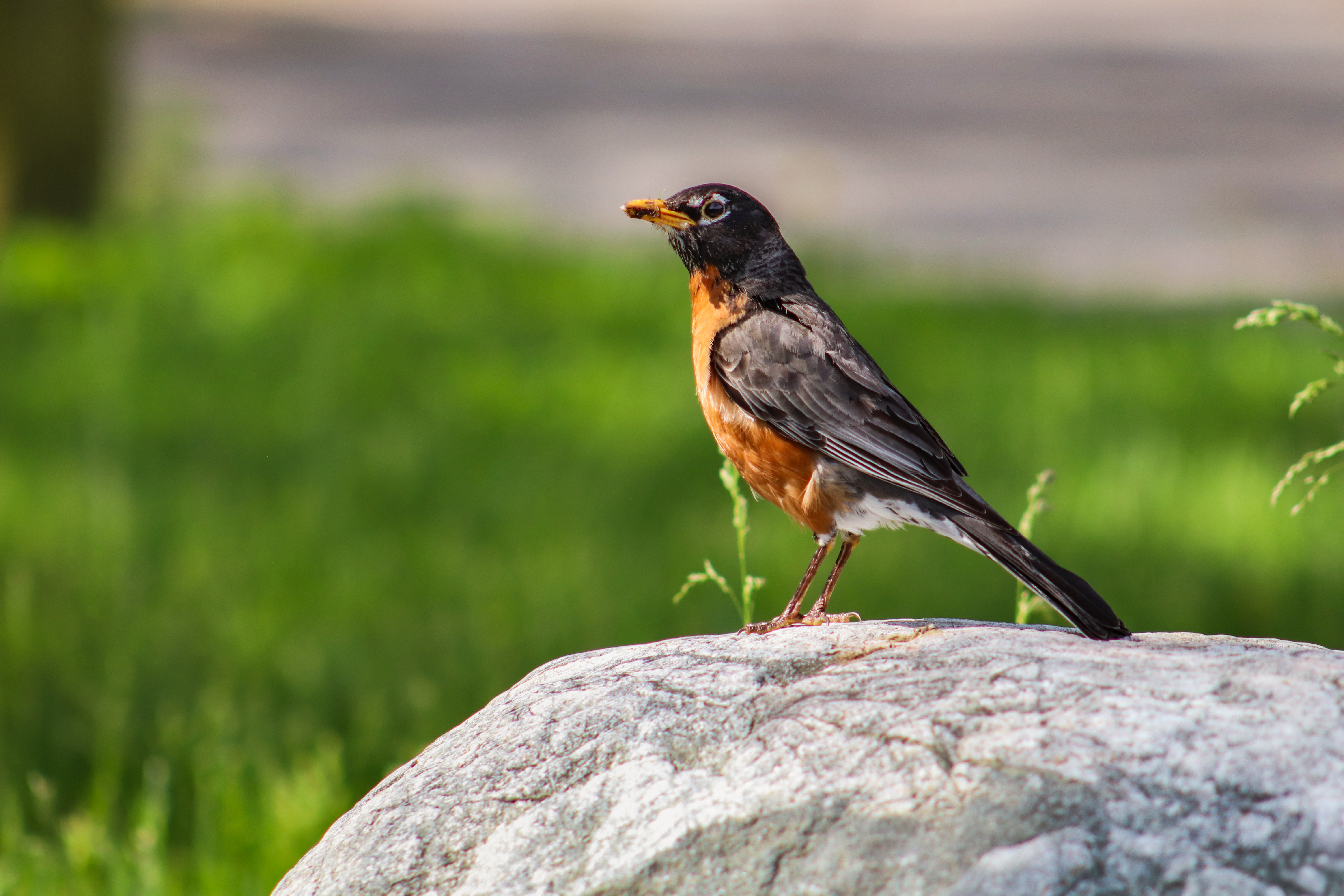American Robin Standing on a Rock in Park · Free Stock Photo