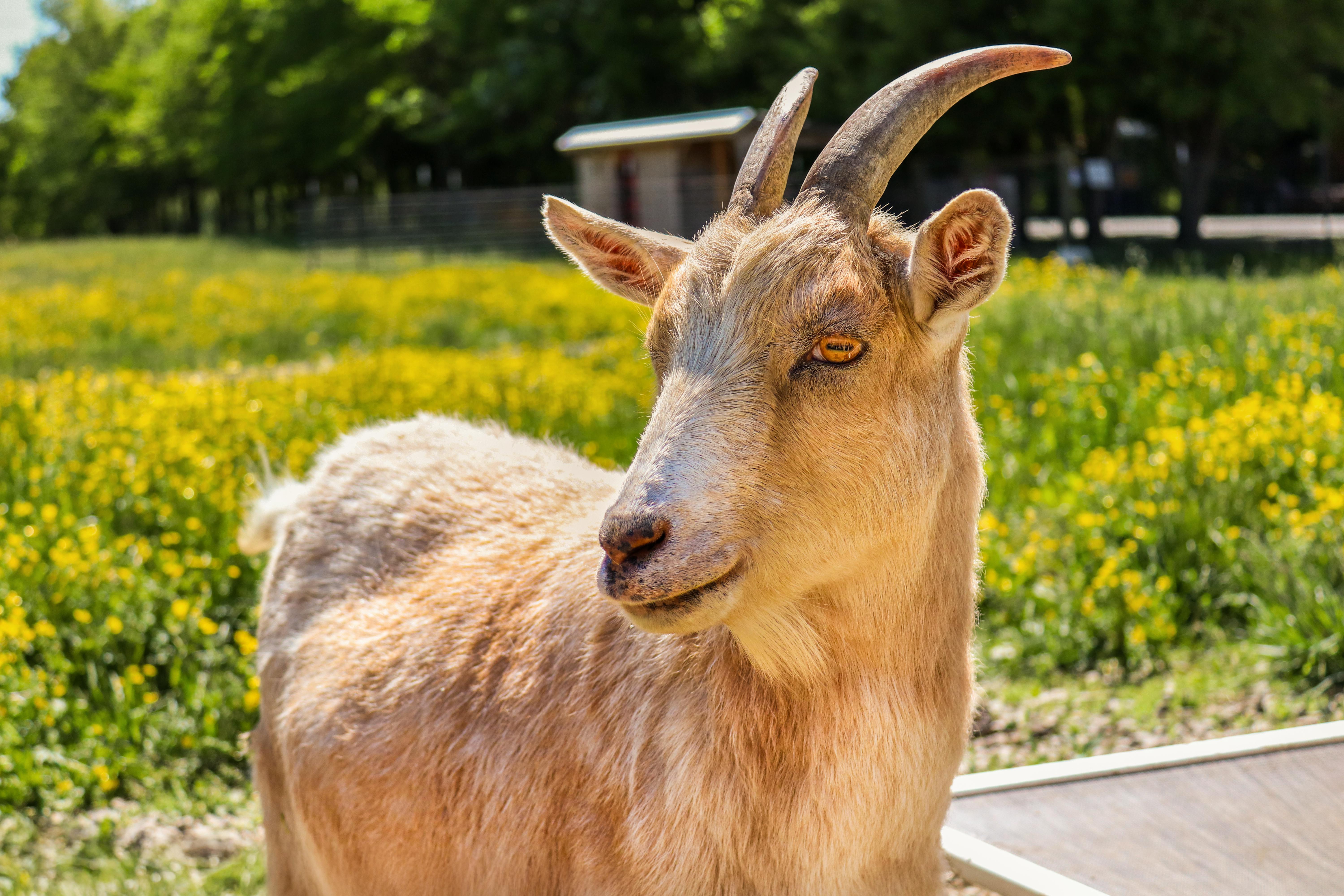 grátis Foto profissional grátis de agrícola, agricultura, amigo do ambiente Foto profissional