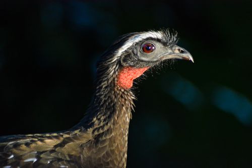 Free Vivid portrait of a bird against a dark background, capturing its striking features. Stock Photo