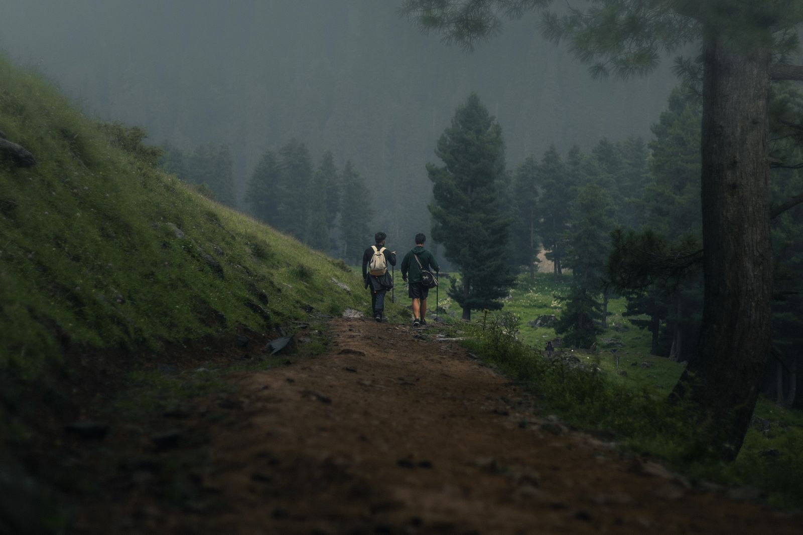 Hikers exploring a misty Mediterranean pine forest