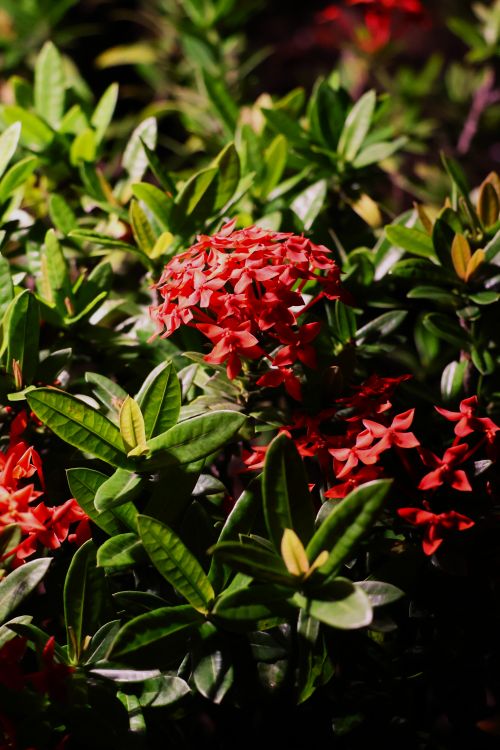 Free Close-up of a vibrant Ixora flower amidst lush green leaves in Kaohsiung, Taiwan. Stock Photo