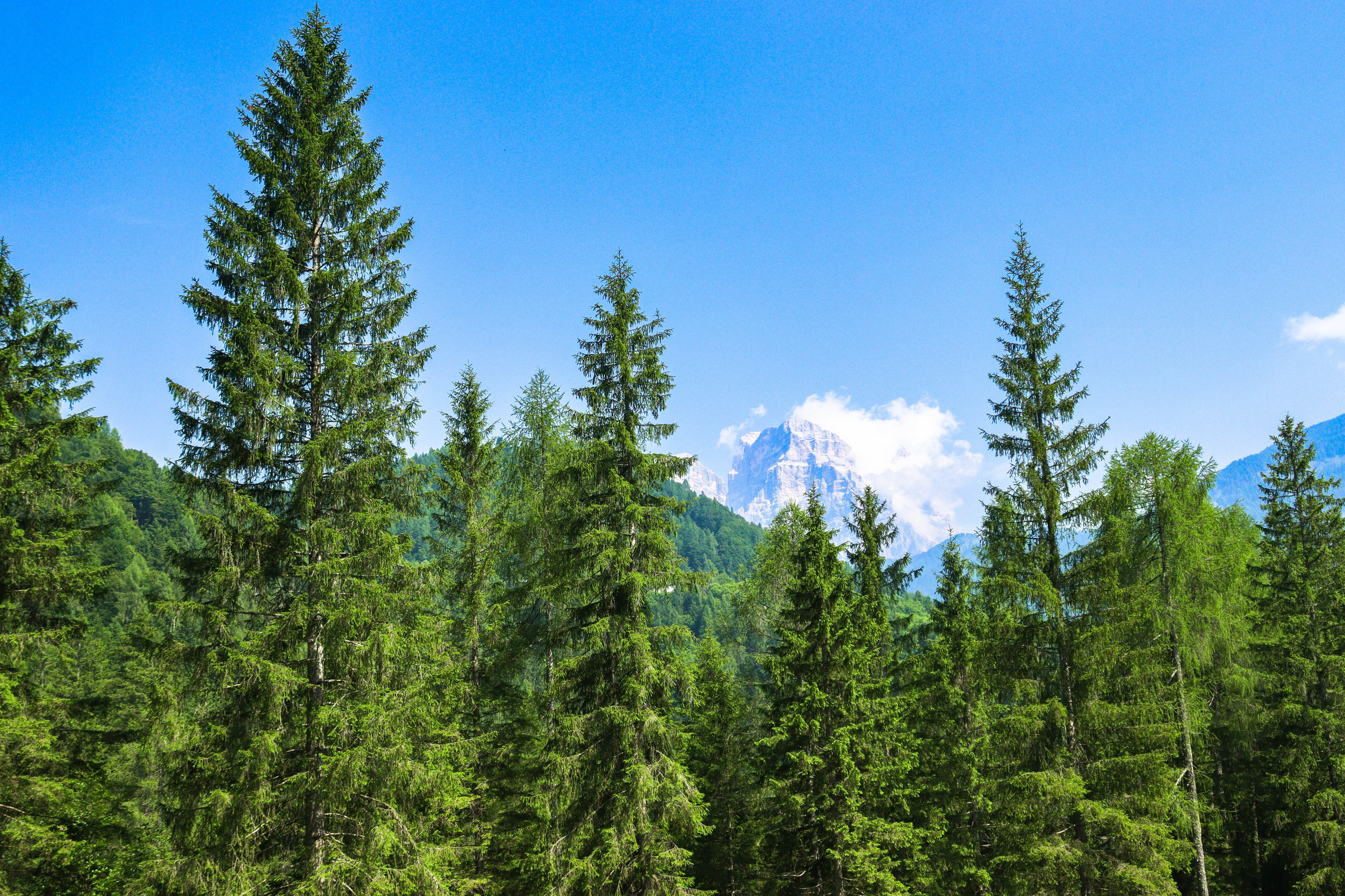 Lush Alpine Forest with Mountain View · Free Stock Photo