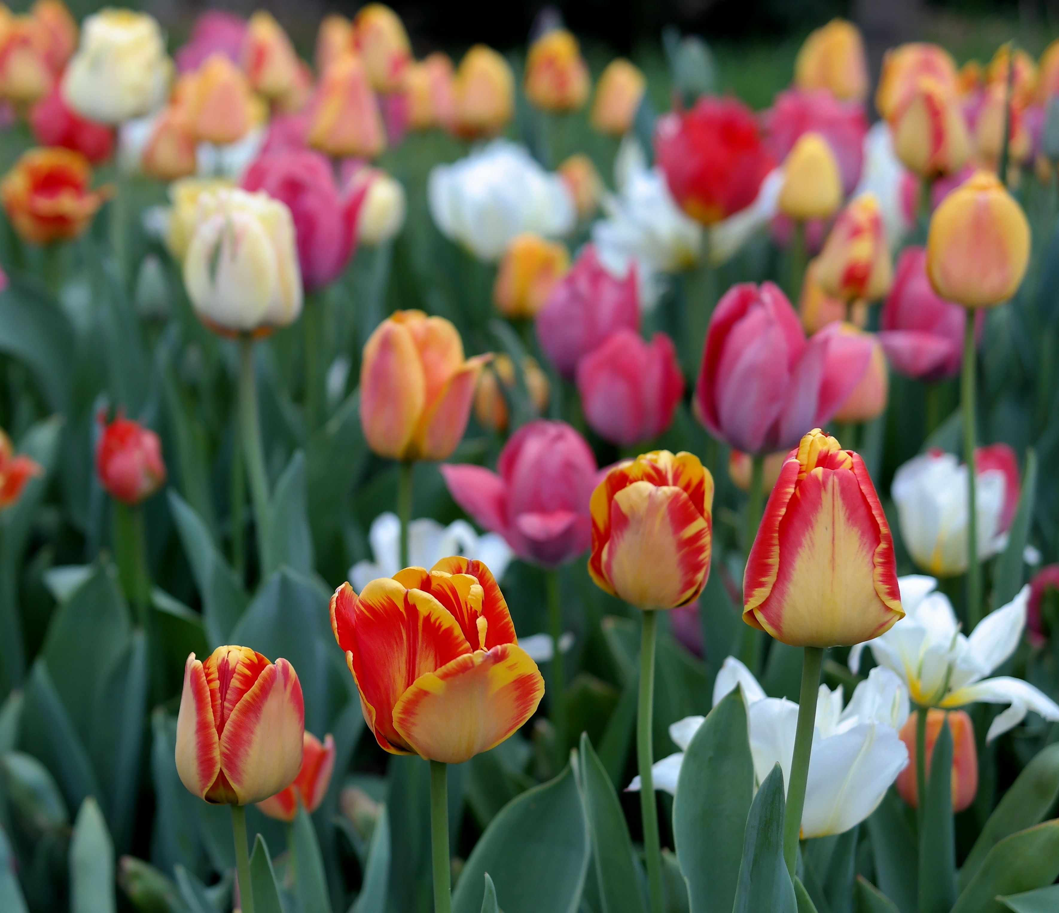 Gratis Tulipani colorati in piena fioritura in primavera, che catturano la vibrante essenza della natura. Foto a disposizione