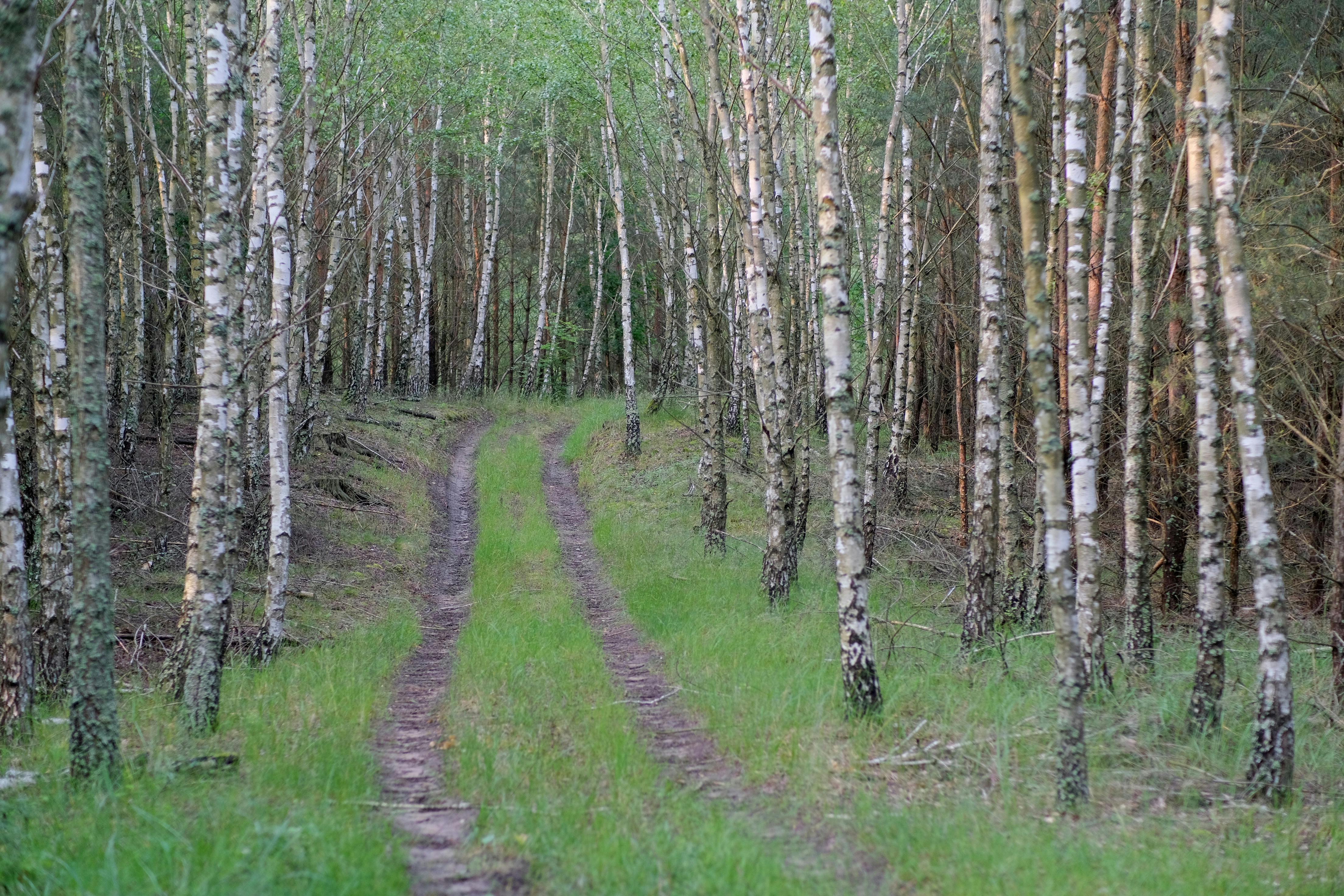 A serene birch forest with a narrow path, showcasing nature's beauty in spring.
