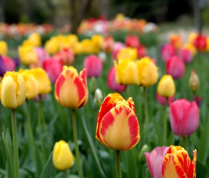 A stunning display of colorful tulips in a spring garden.