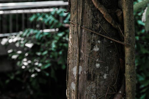 Photos gratuites de arbre, fermer, fond d'écran pour ordinateur