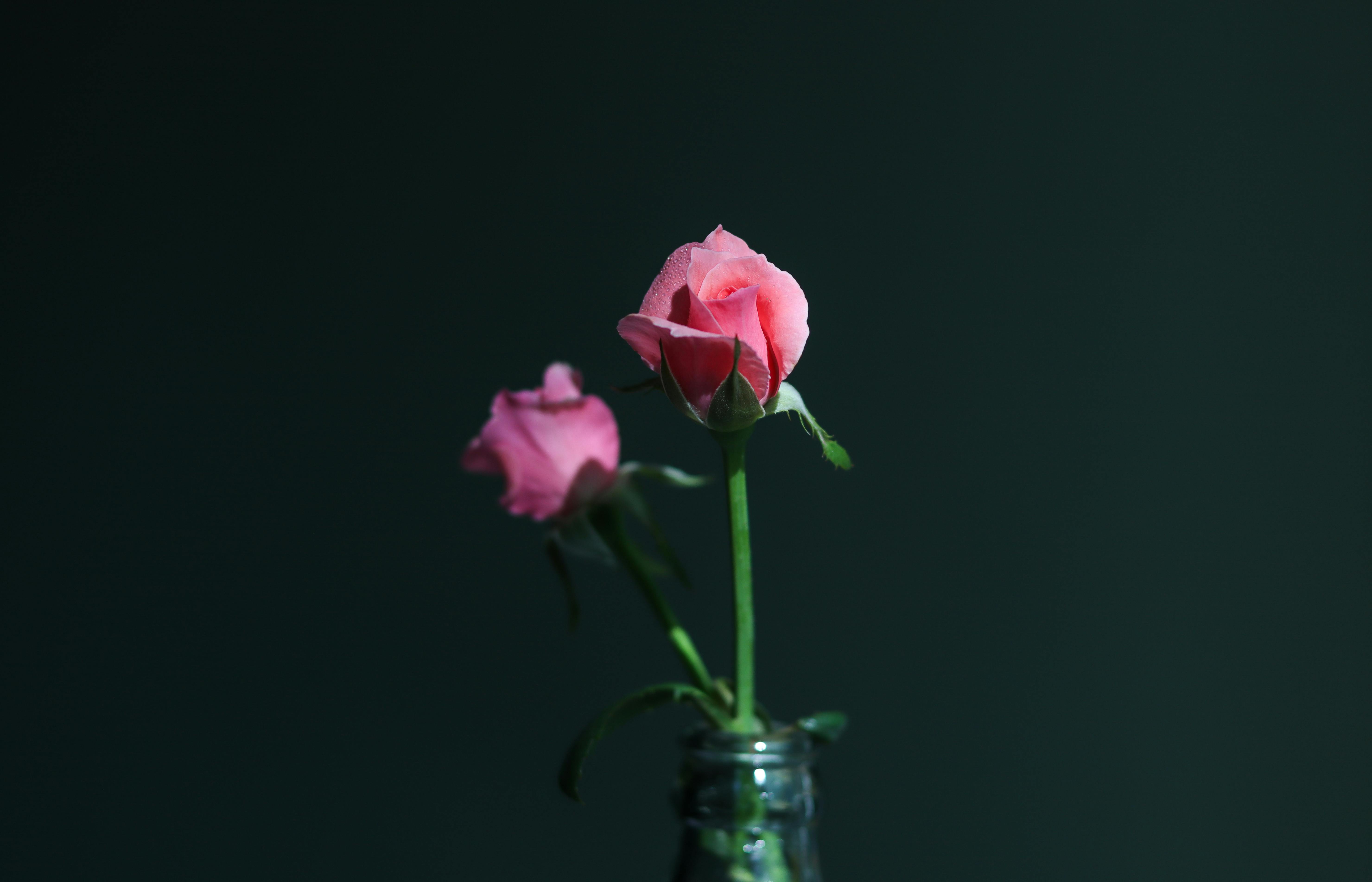 無料 インテリア装飾, エレガント, ガラス瓶の無料の写真素材 写真素材