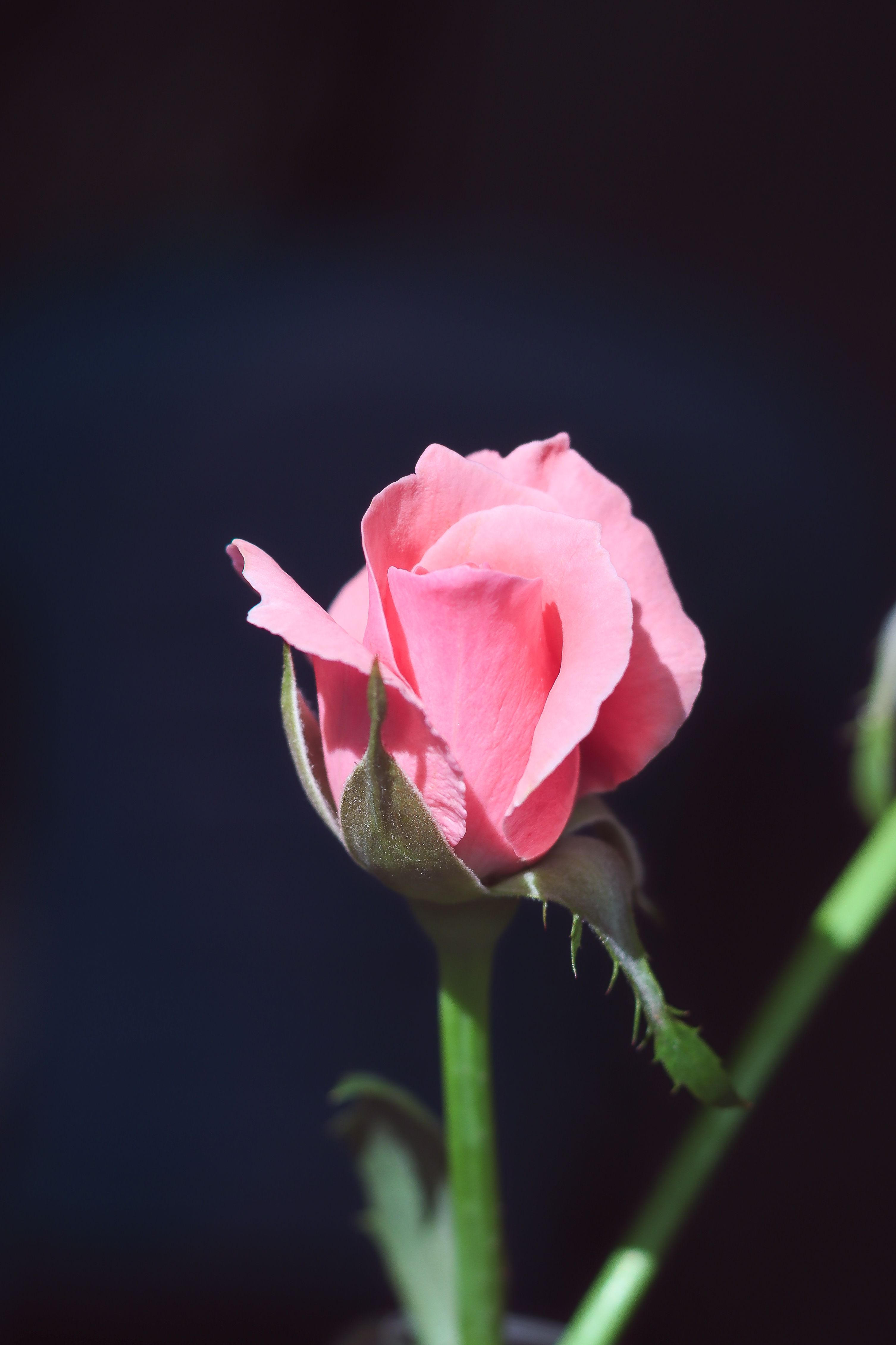 Close-Up of a Single Pink Rose Blossom · Free Stock Photo