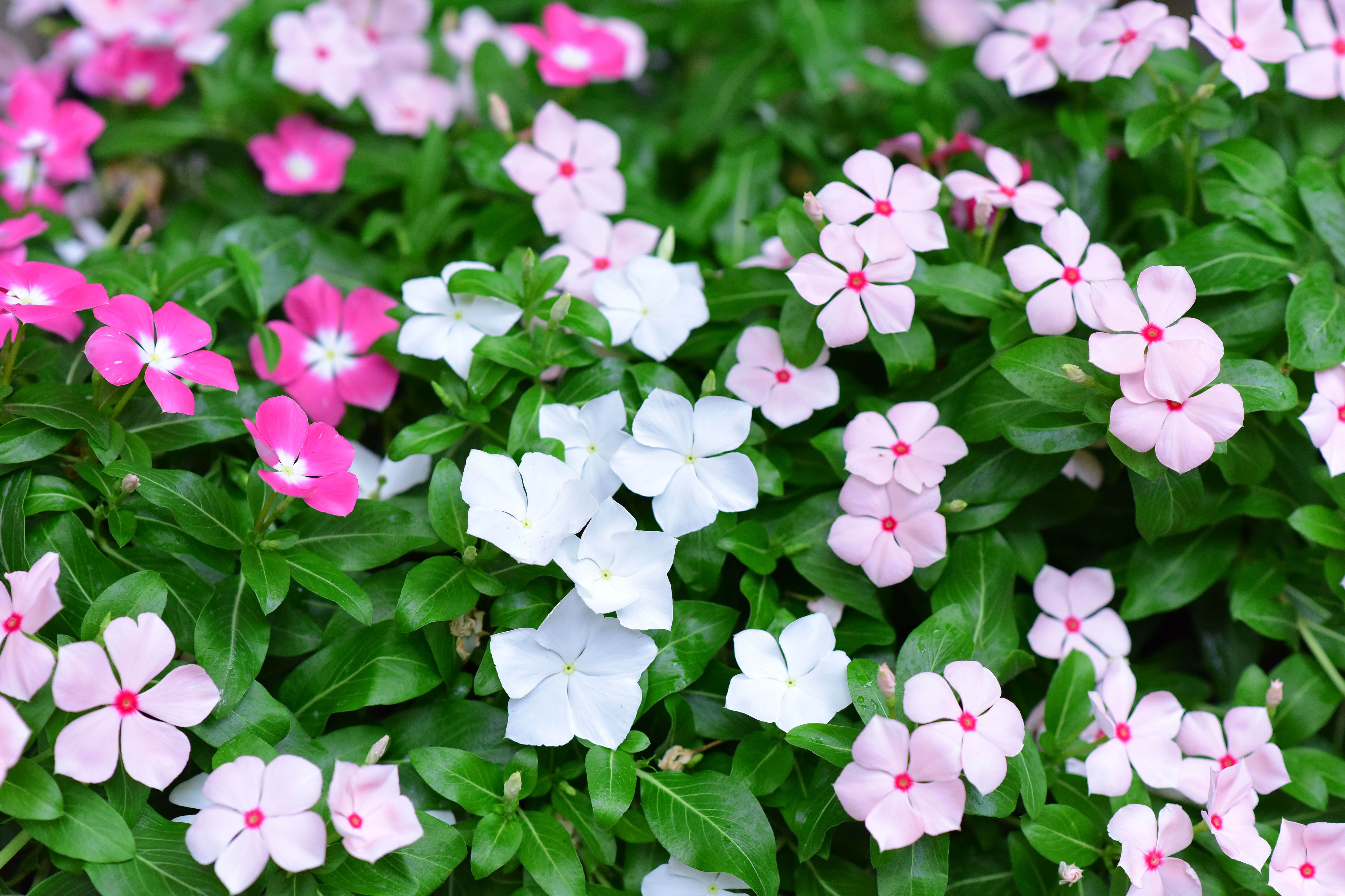 Vinca (Periwinkle)
