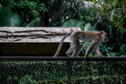 Monkey Crawling on Top of Black Fence