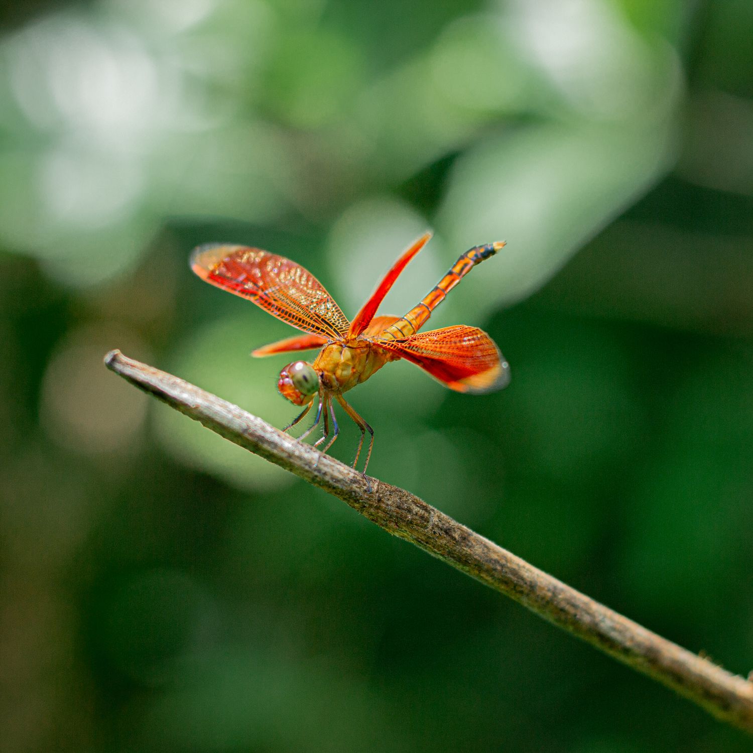 Close-up of Red Dragonfly on a Twig · Free Stock Photo
