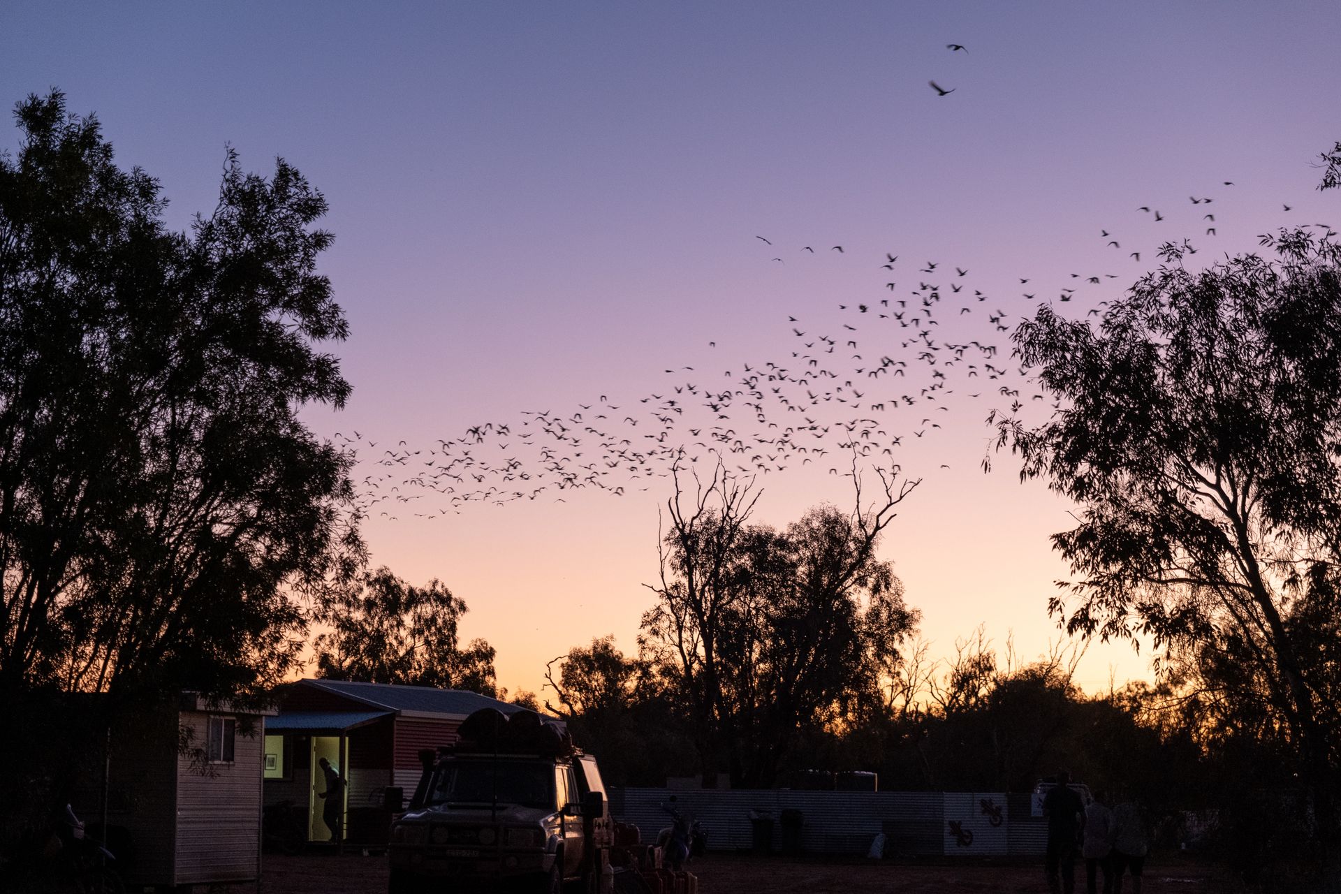 Desert sunset with silhouetted trees and birds in Witjira, South Australia.
