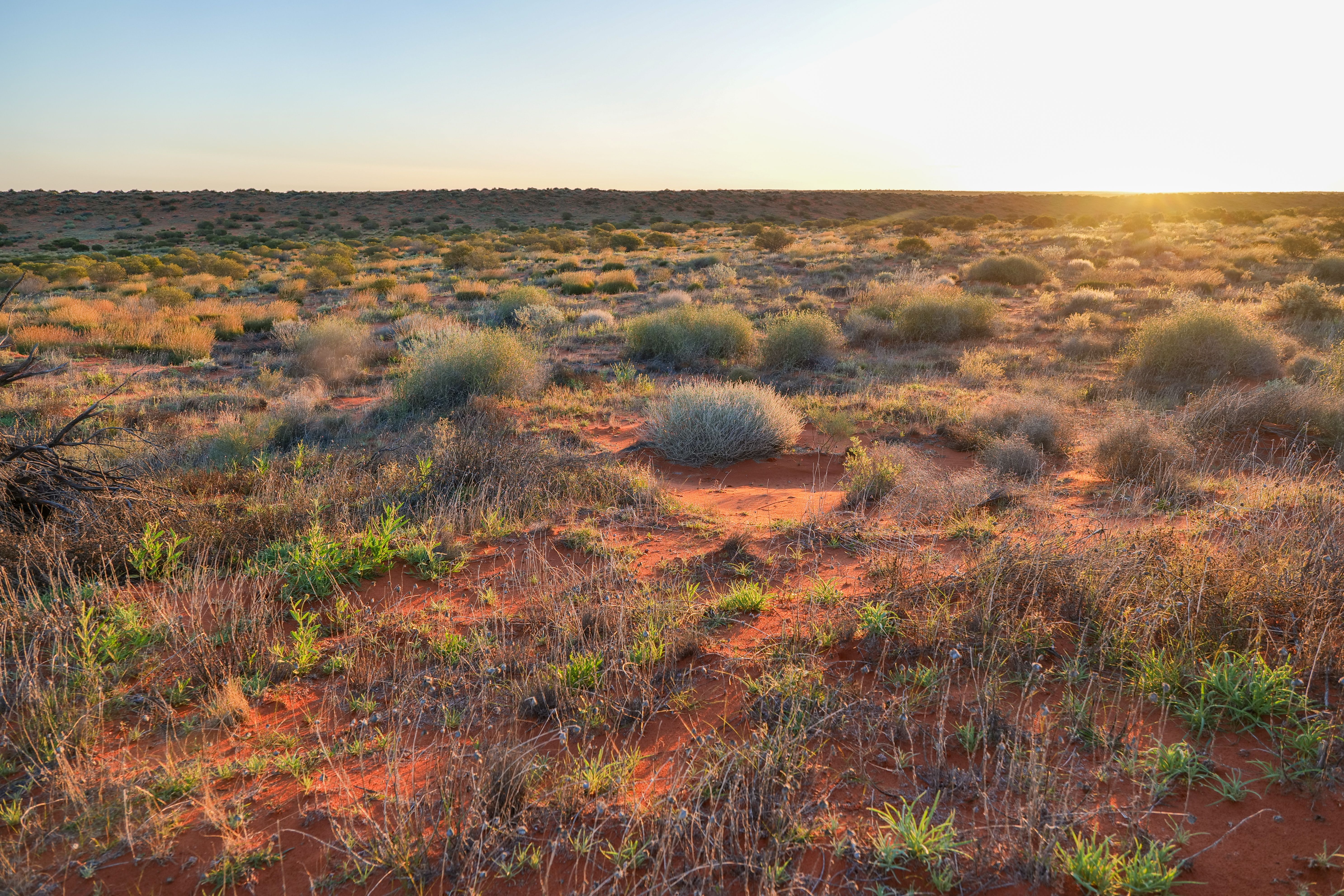 Expansive desert scene captured at sunrise, highlighting natural beauty and tranquility.