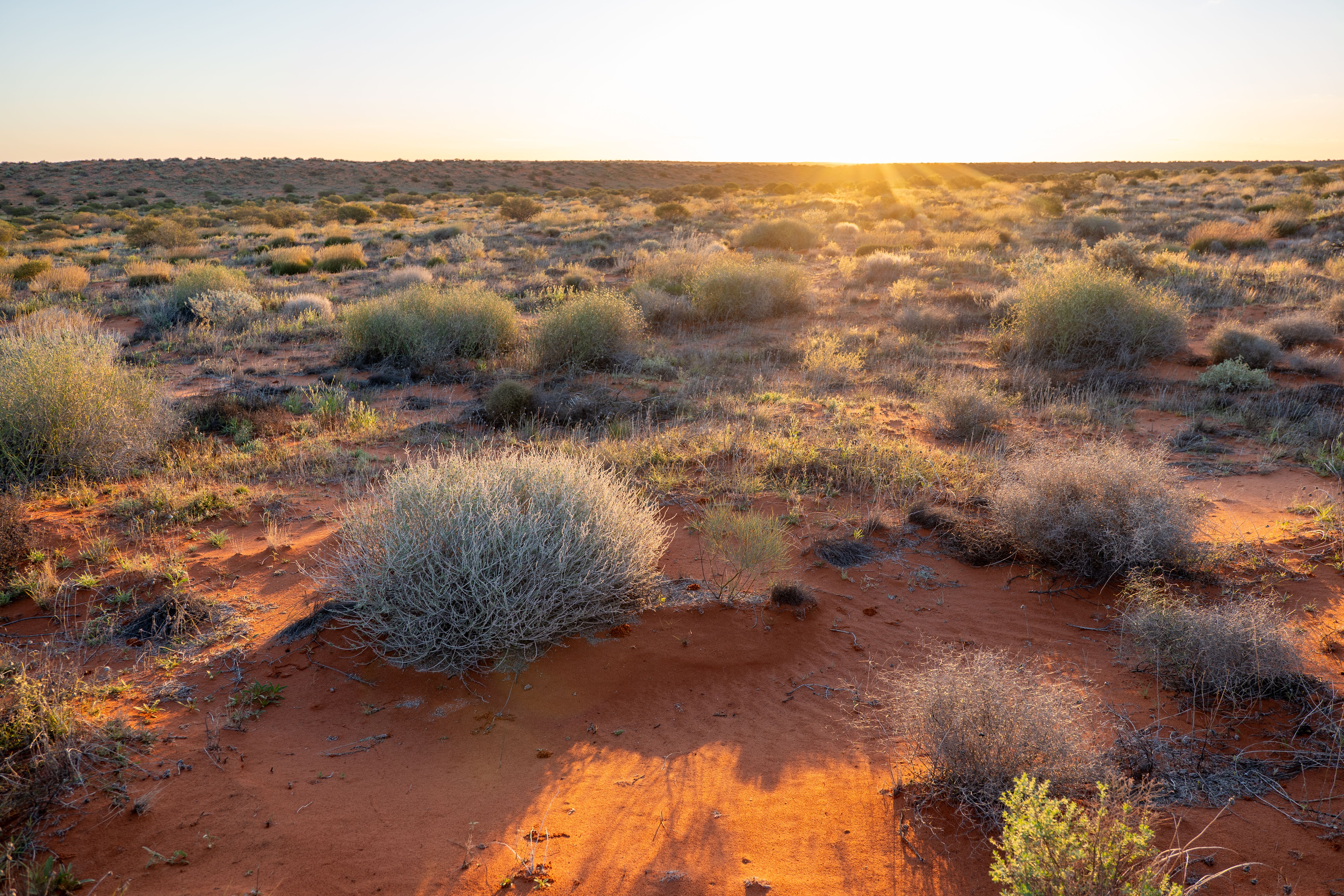 Wind-shaped macchia on wide empty plateau, muted warm light