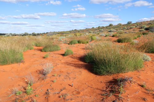 Free Explore a stunning red desert landscape spotted with green grasses under a bright blue sky. Stock Photo