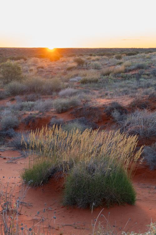 Free A serene sunset over a desert landscape filled with grasses and shrubs, creating a warm atmosphere. Stock Photo