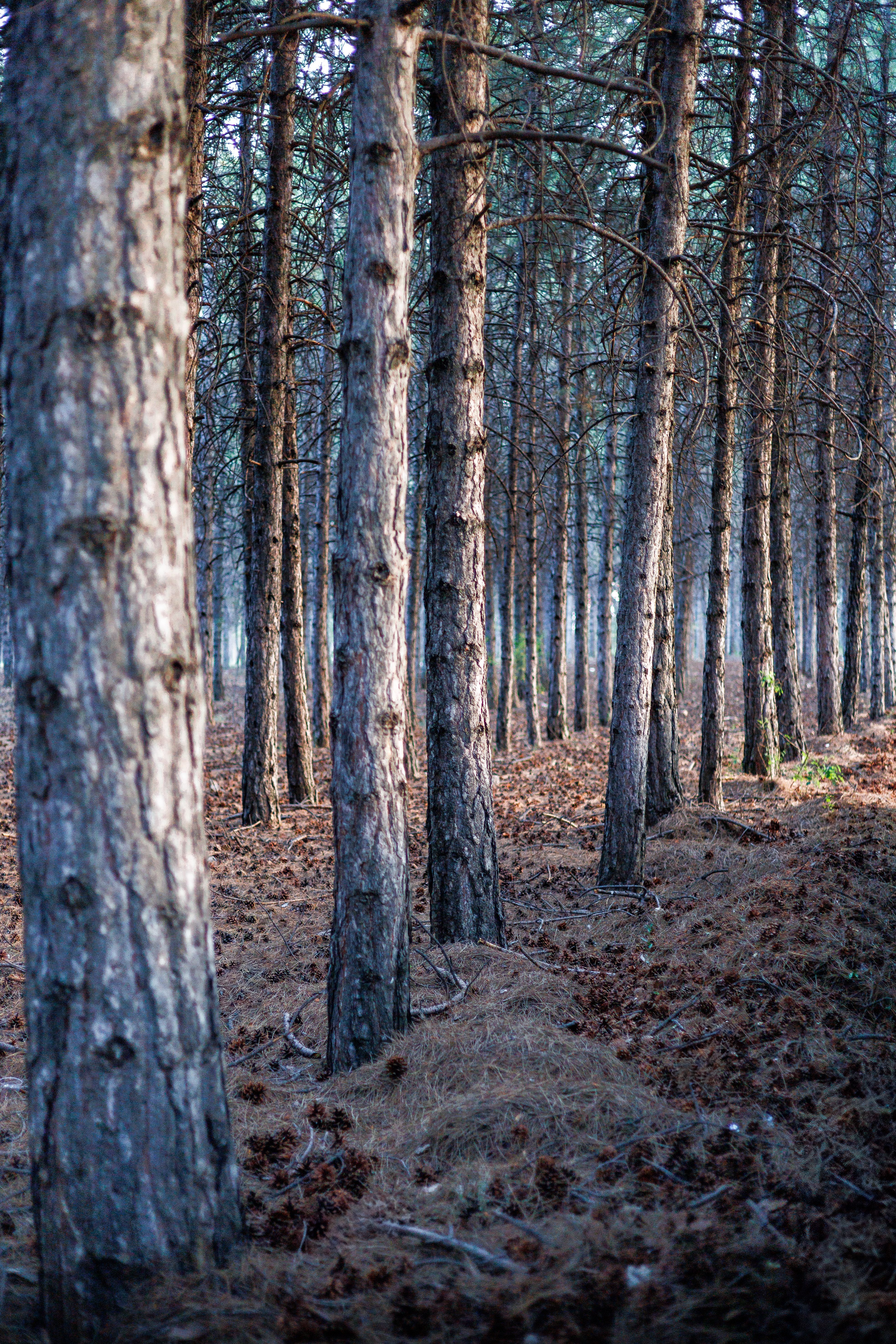 Serene Pine Forest with Sunlit Trees · Free Stock Photo