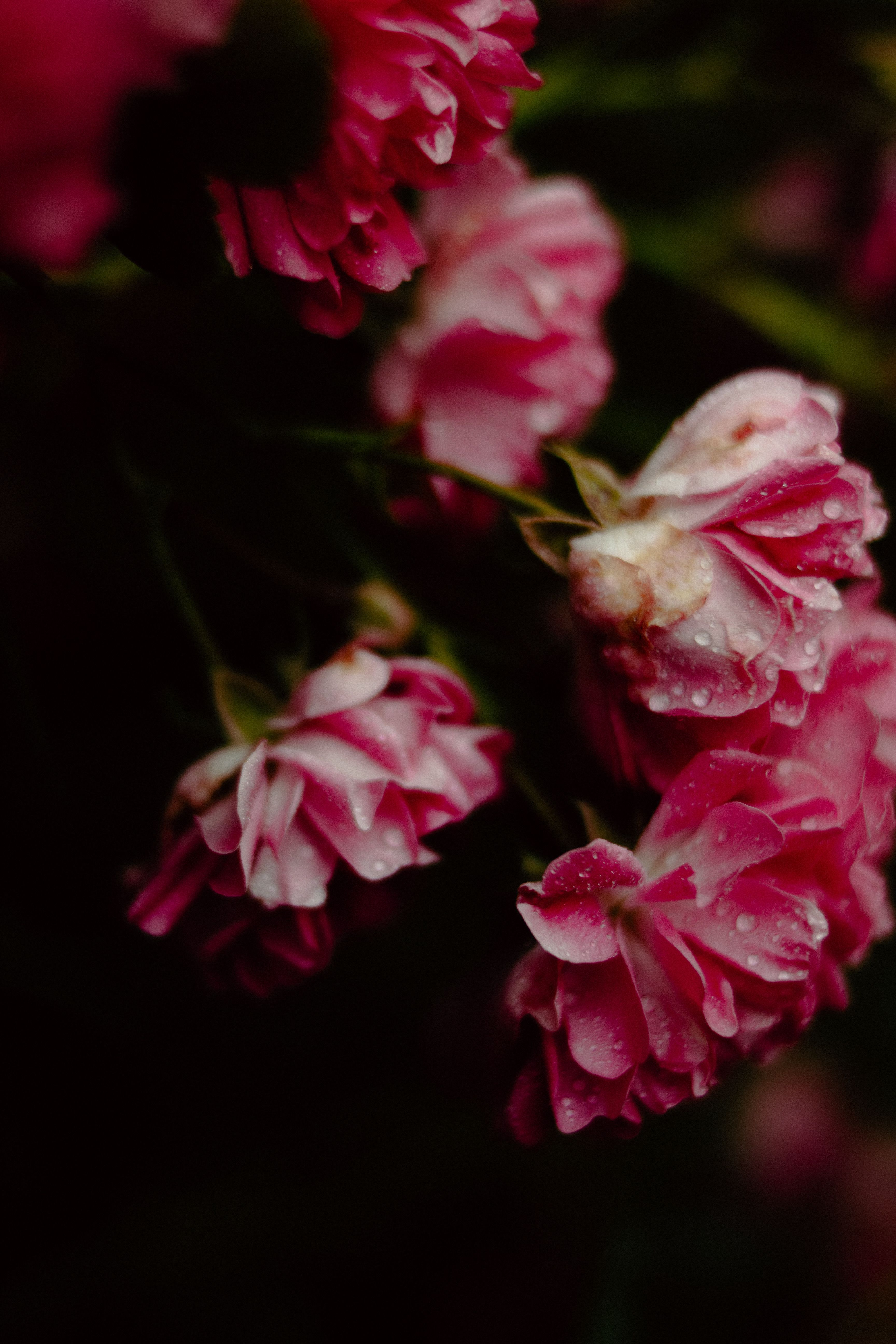 Macro shot of dewy pink roses against a dark background, capturing delicate petals and fresh rain droplets.