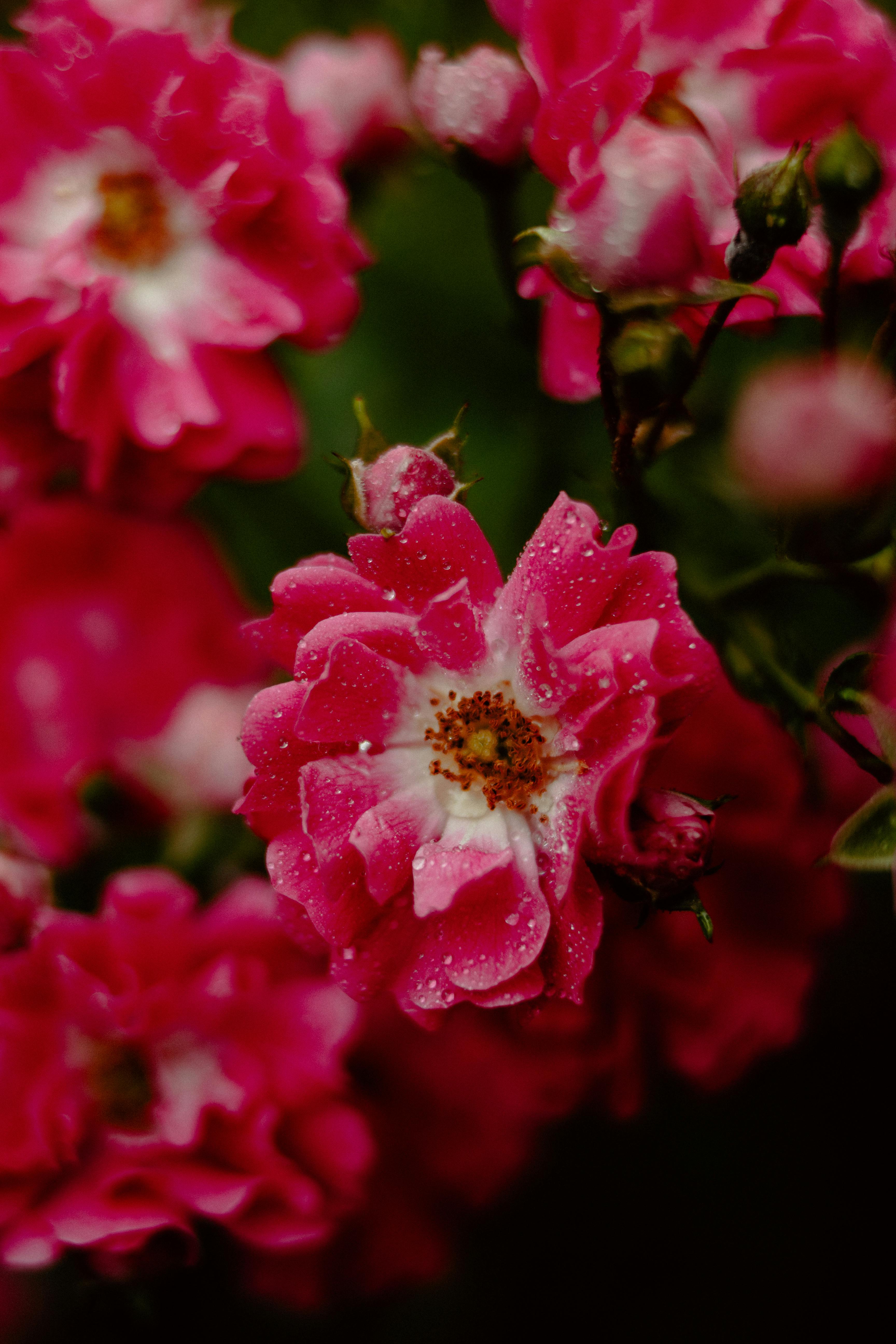 Close-up of vibrant pink roses with dew drops, capturing natural beauty and freshness