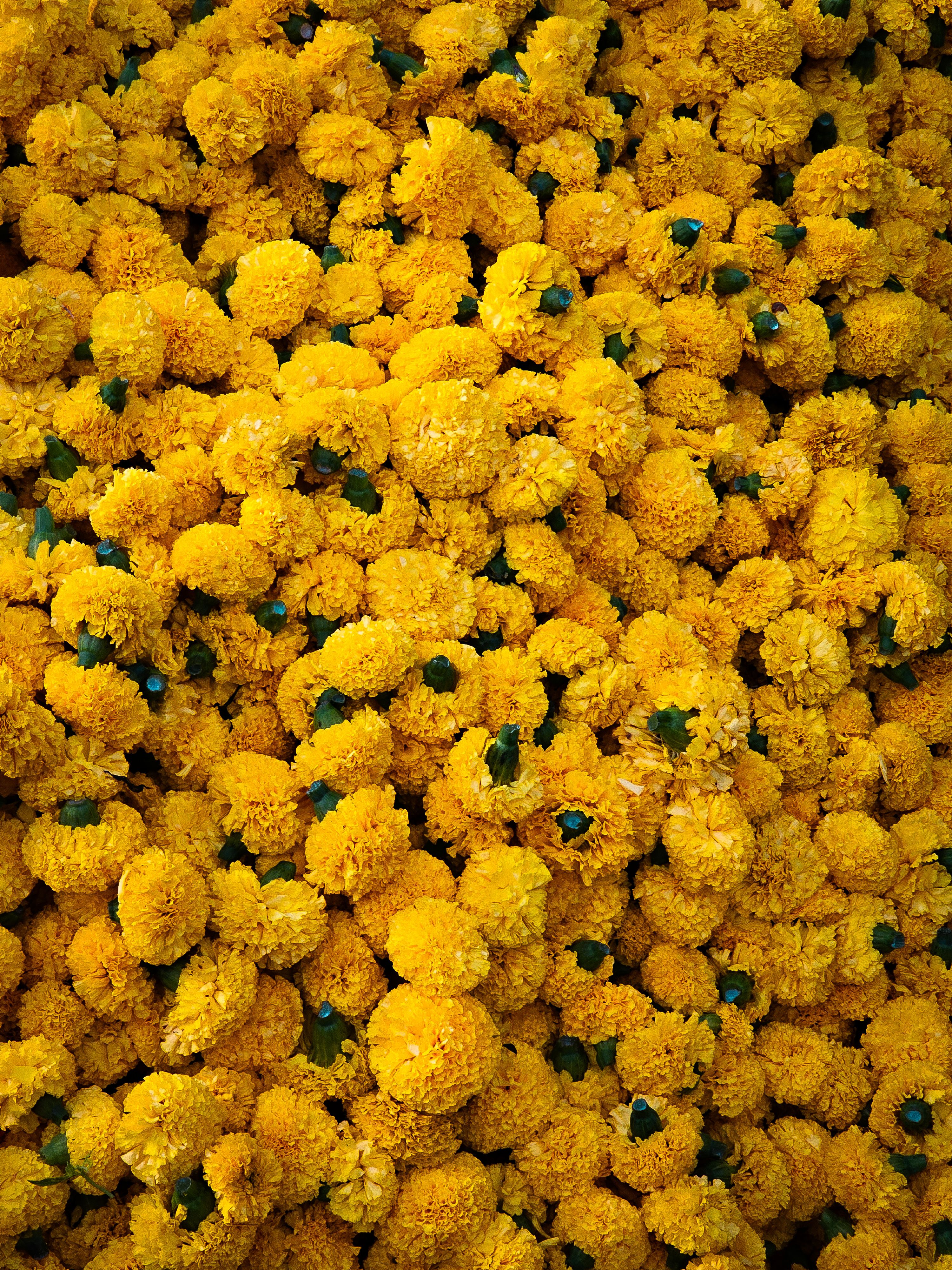 Vibrant Yellow Marigold Flowers in Bloom · Free Stock Photo
