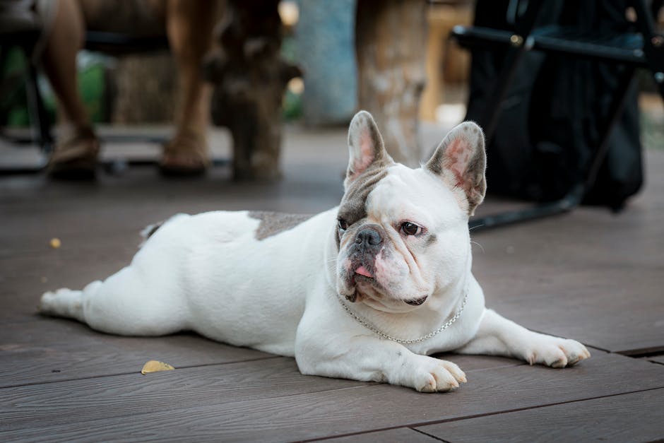 French bulldog relaxing on wooden floor, looking comfortable indoors during summer heat.