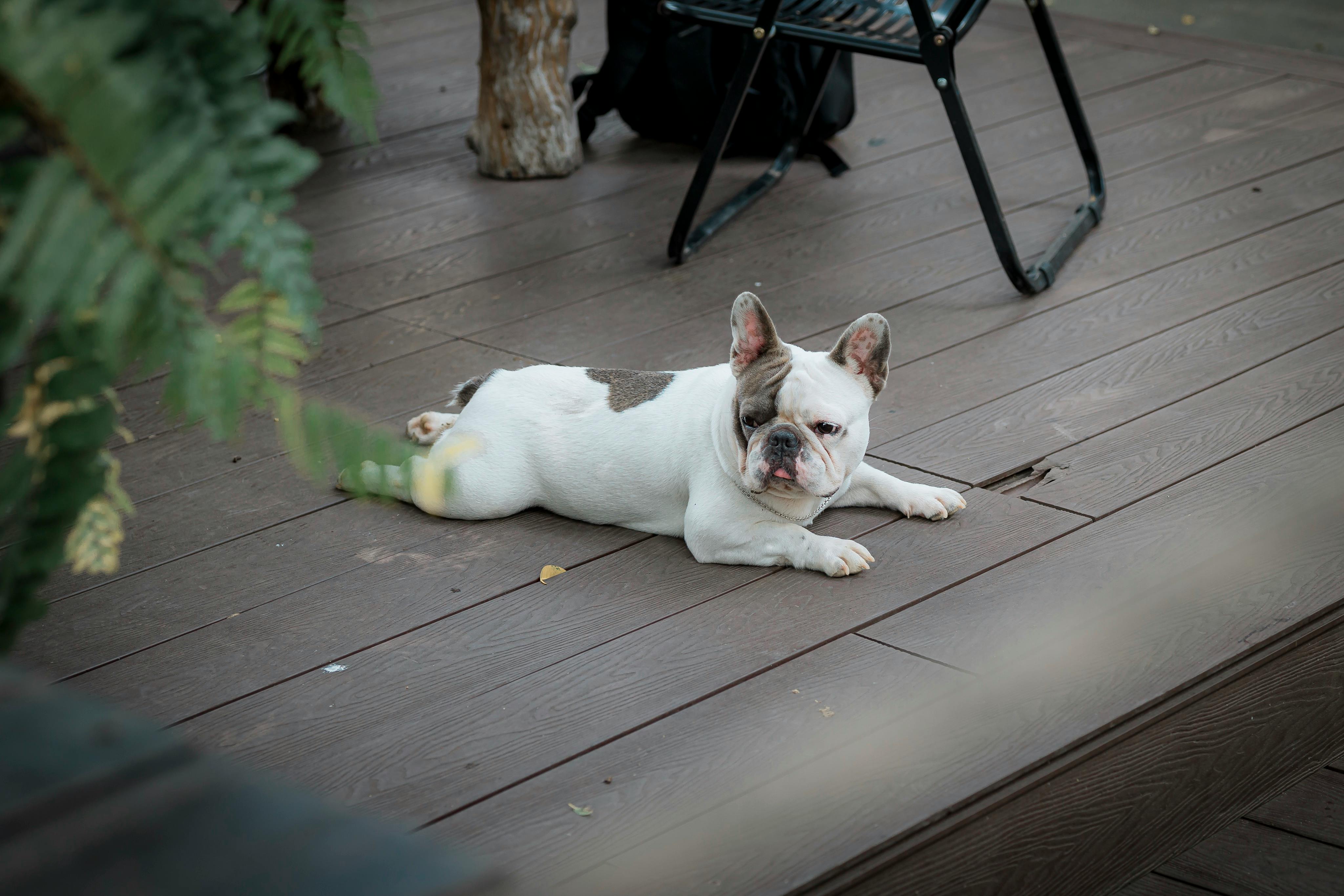 A pet-friendly café in Indonesia with dogs lounging on the patio
