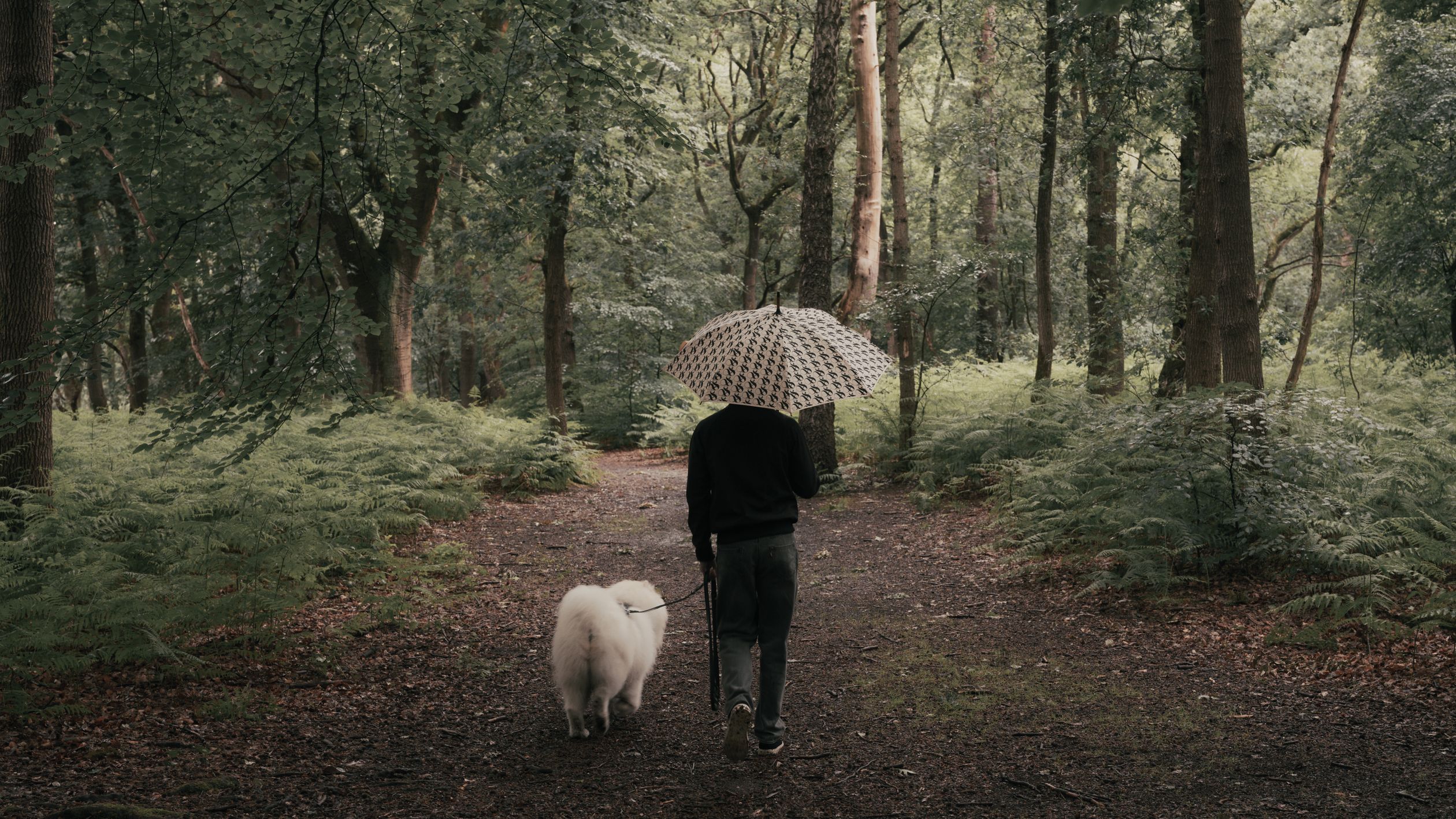 Man walking dog along a rainy woodland path