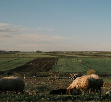 Sheep grazing in the pastoral fields of Gaziantep during a peaceful day.