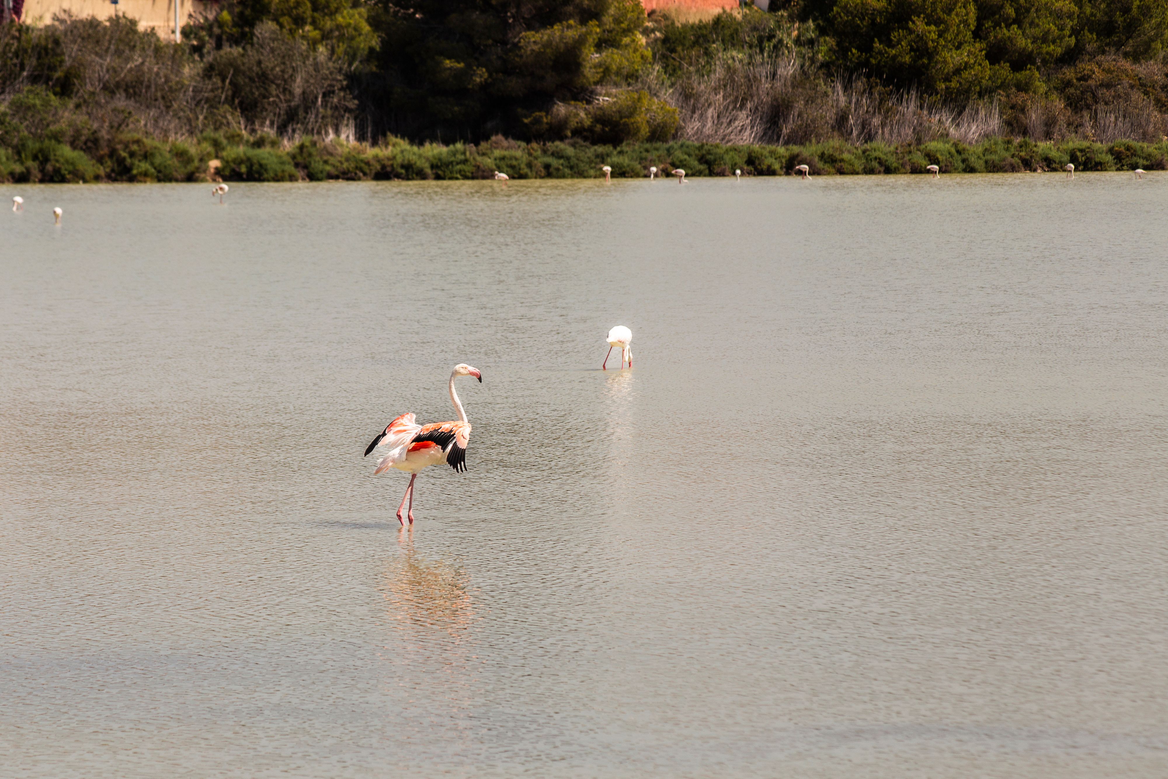 Majestic flamingos wading in tranquil waters at Calpe, showcasing nature's elegance.