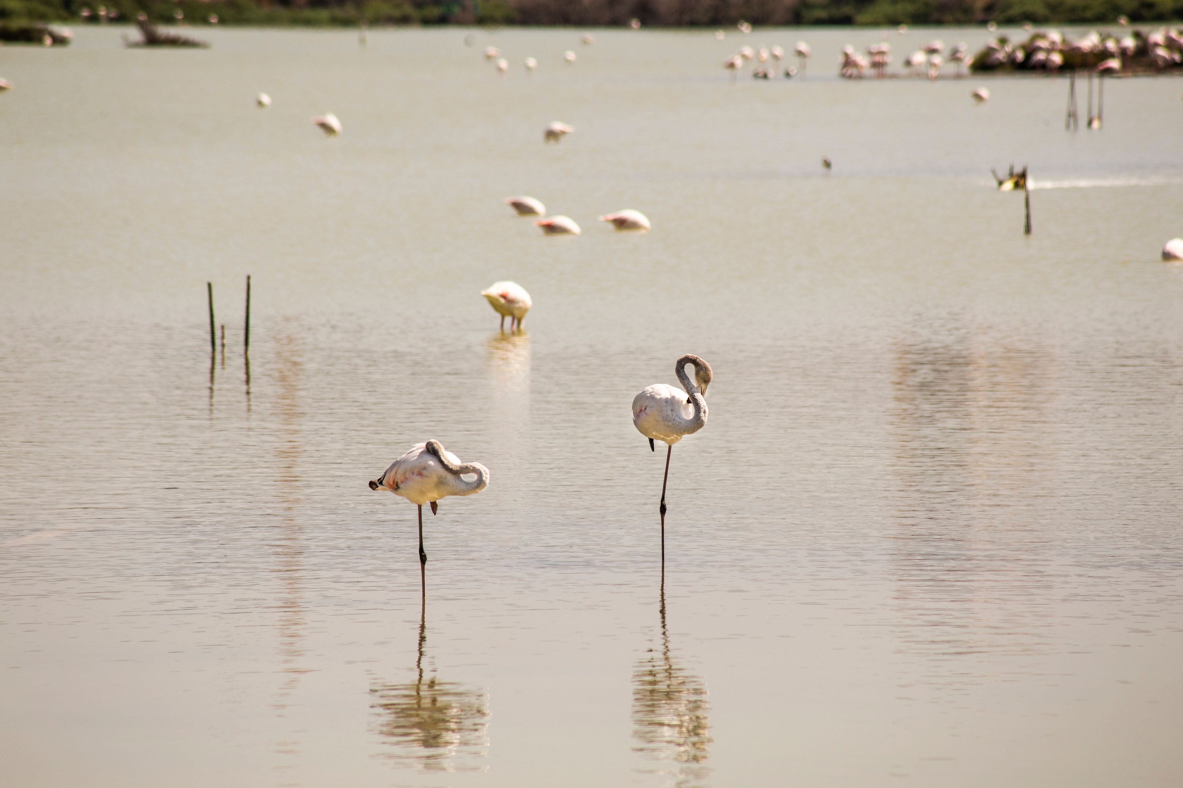 Laguna de Peña Hueca Natural Reserve