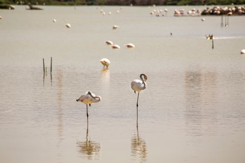 Free Graceful flamingos stand elegantly in a serene lagoon in Calpe, Spain, surrounded by nature's tranquility. Stock Photo