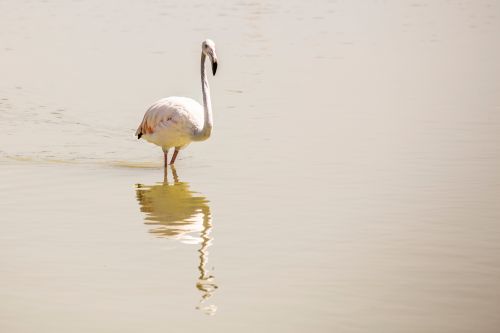 Free A serene flamingo reflects in the tranquil waters of Calpe, Spain, showcasing its elegance. Stock Photo