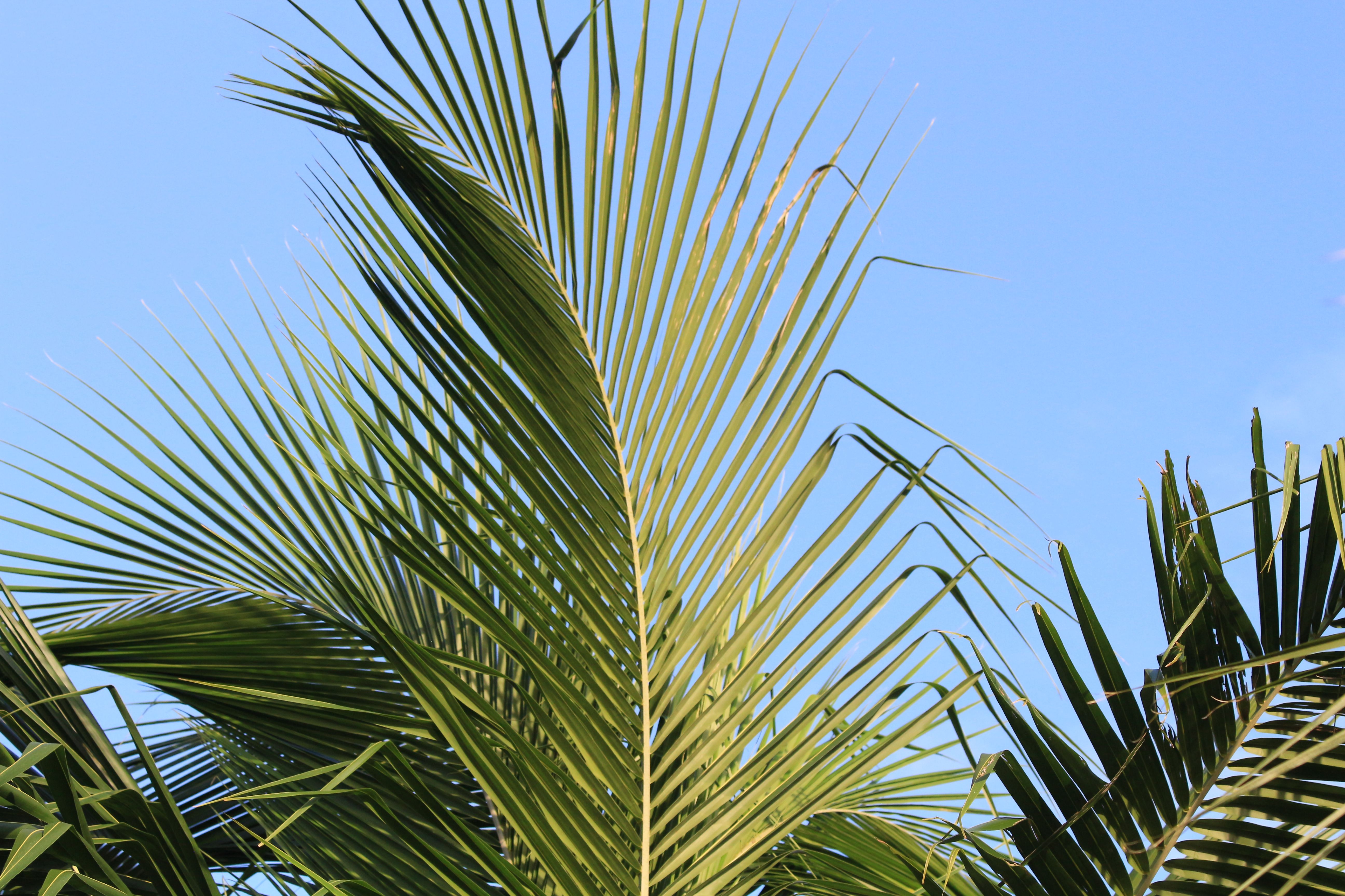 Vibrant Palm Tree Leaves Under Clear Blue Sky · Free Stock Photo