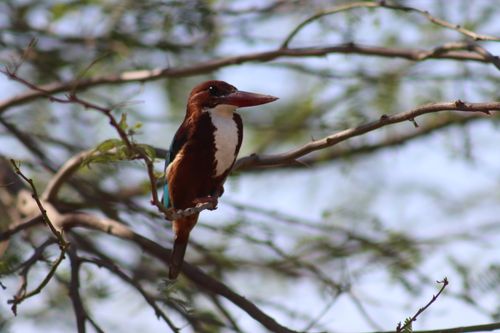Free Close-up of a white-throated kingfisher on a tree branch in Sargodha, Pakistan. Stock Photo