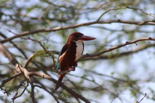 Free A white-throated kingfisher on a tree branch in Sargodha, Pakistan. Stock Photo
