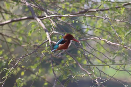 Free A vibrant white-throated kingfisher perched on a tree branch in Sargodha, Pakistan. Stock Photo