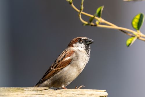 Free A male house sparrow perched on a fence with greenery in a Dutch urban environment. Stock Photo
