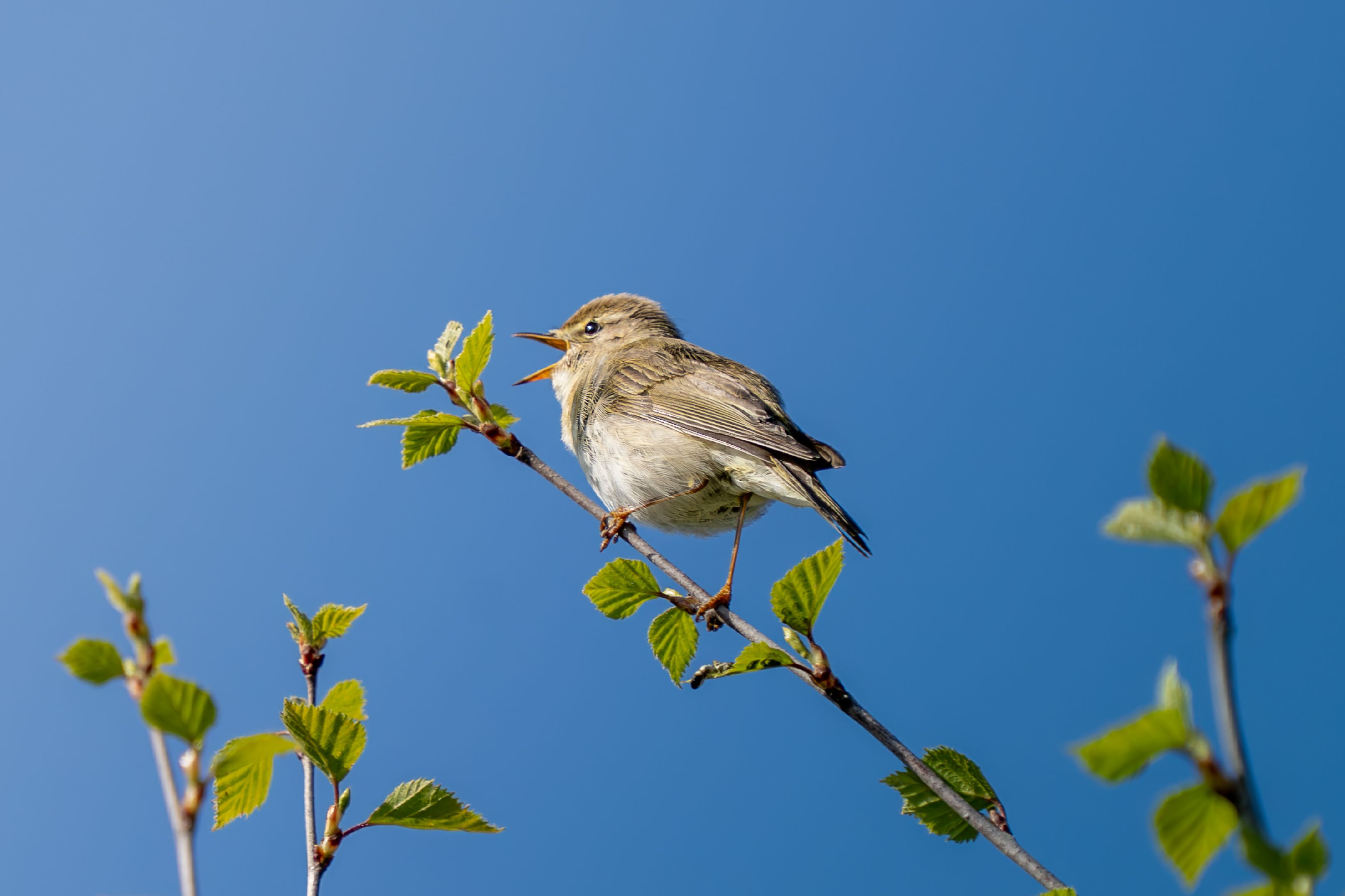 Ein Singvogel sitzt auf einer natürlichen Sitzstange